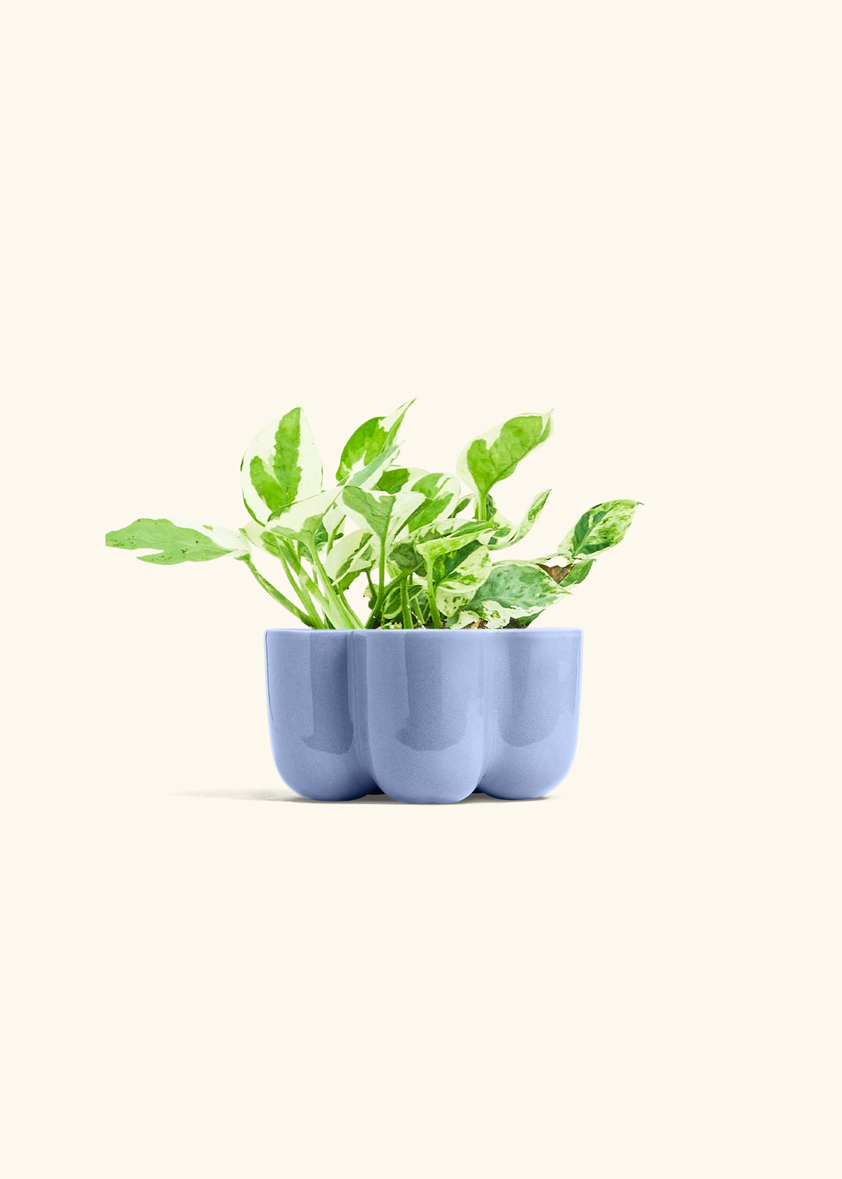 Pothos Pearl and Jade in a 4 inches in a Blue Petal Planter