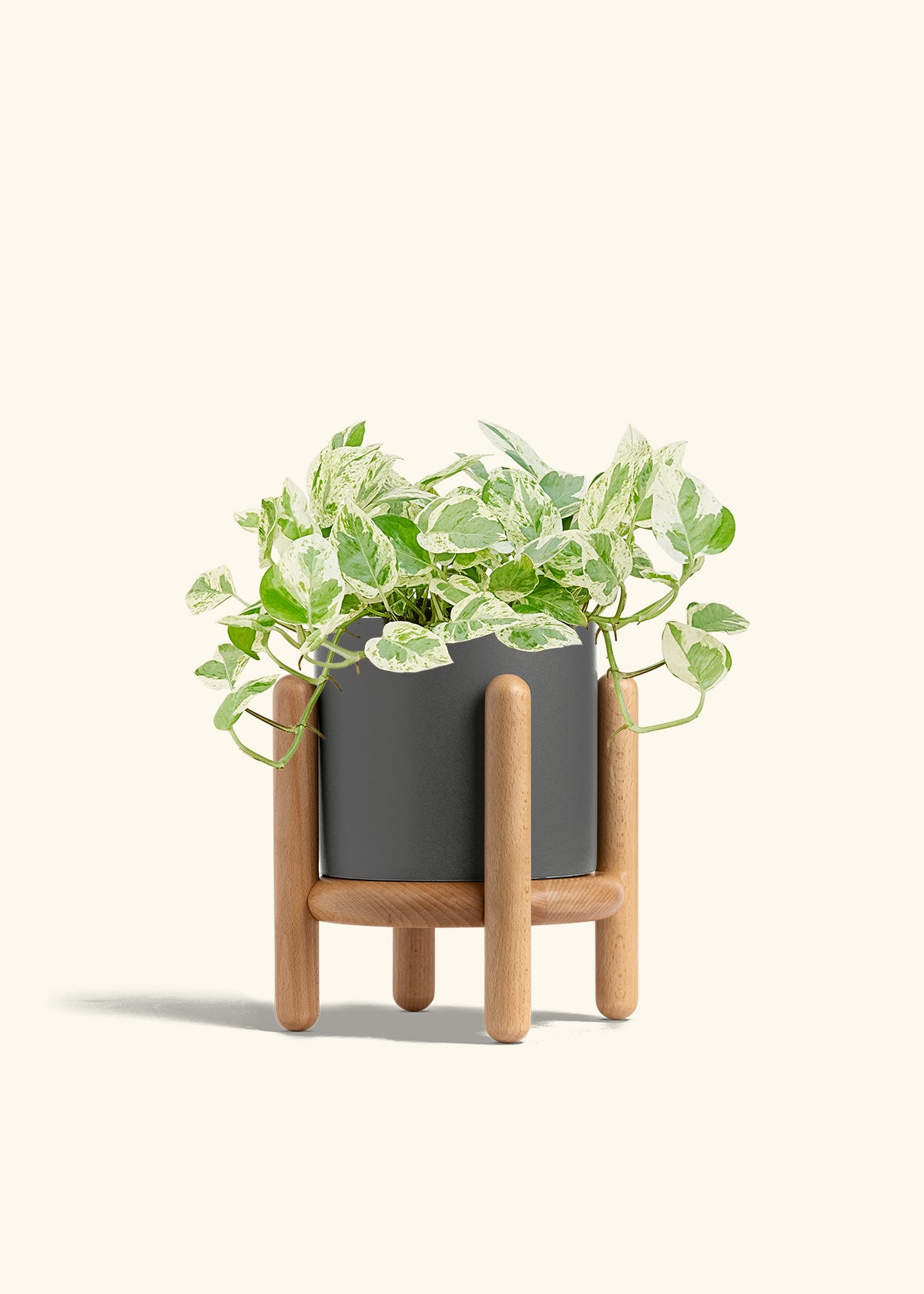 Pothos Pearls and Jade in a 6 inches Pink Classic Cylinder Planter in a Shamrock Petal Drip Tray