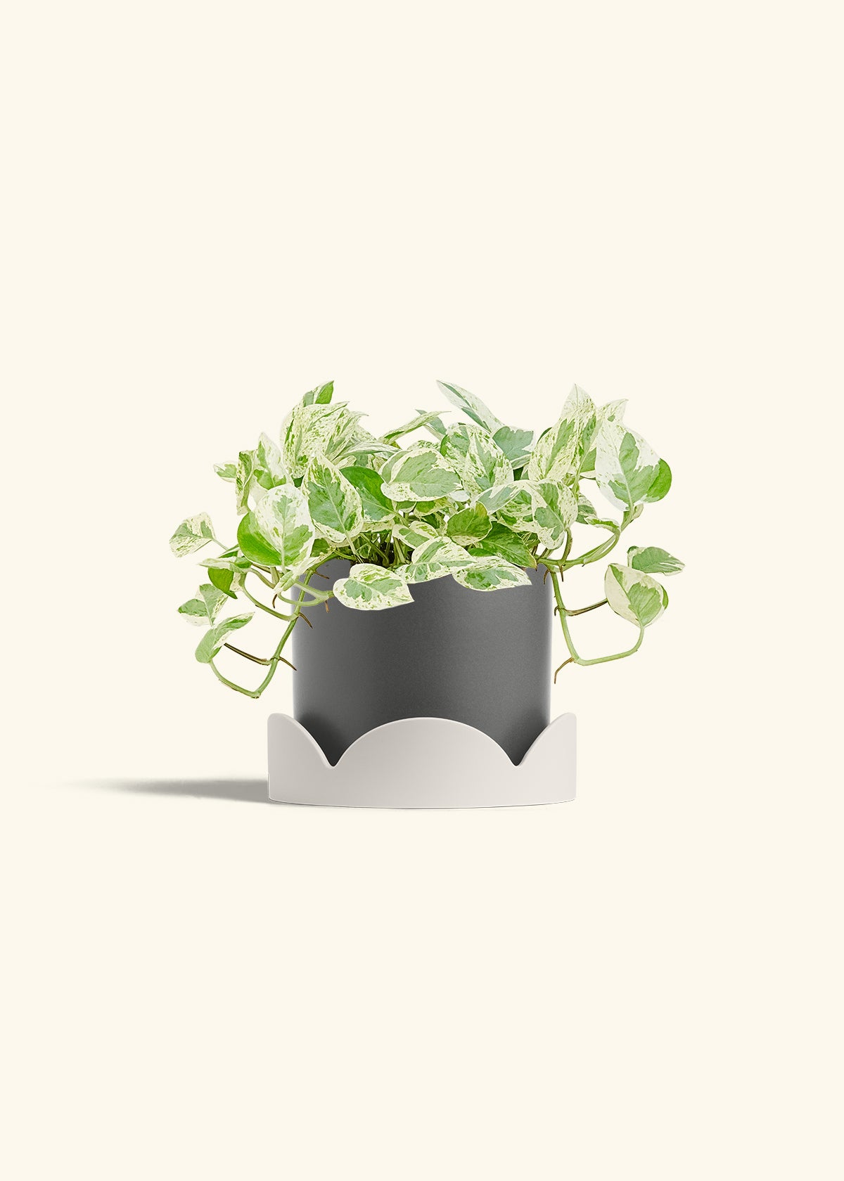 Pothos Pearls and Jade in a 6 inches Pink Classic Cylinder Planter in a Oat Petal Drip Tray