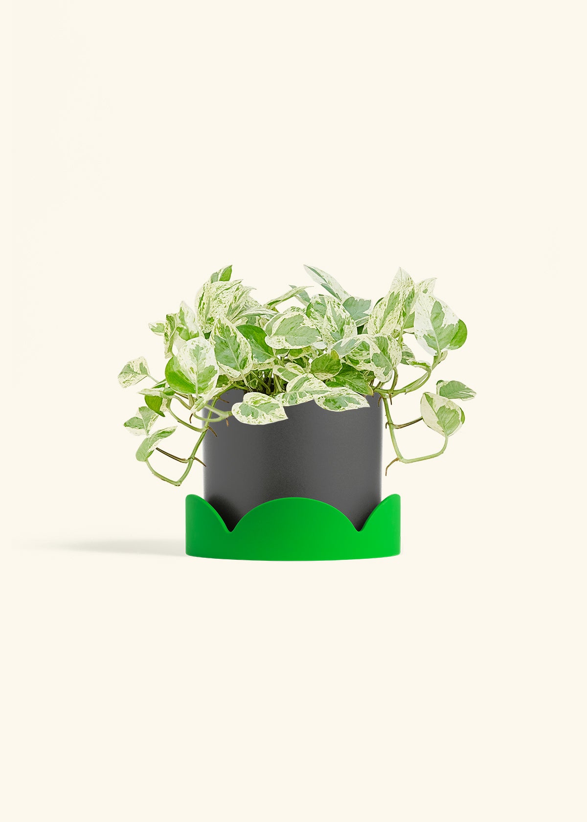 Pothos Pearls and Jade in a 6 inches Pink Classic Cylinder Planter in a Beech Wood Stand