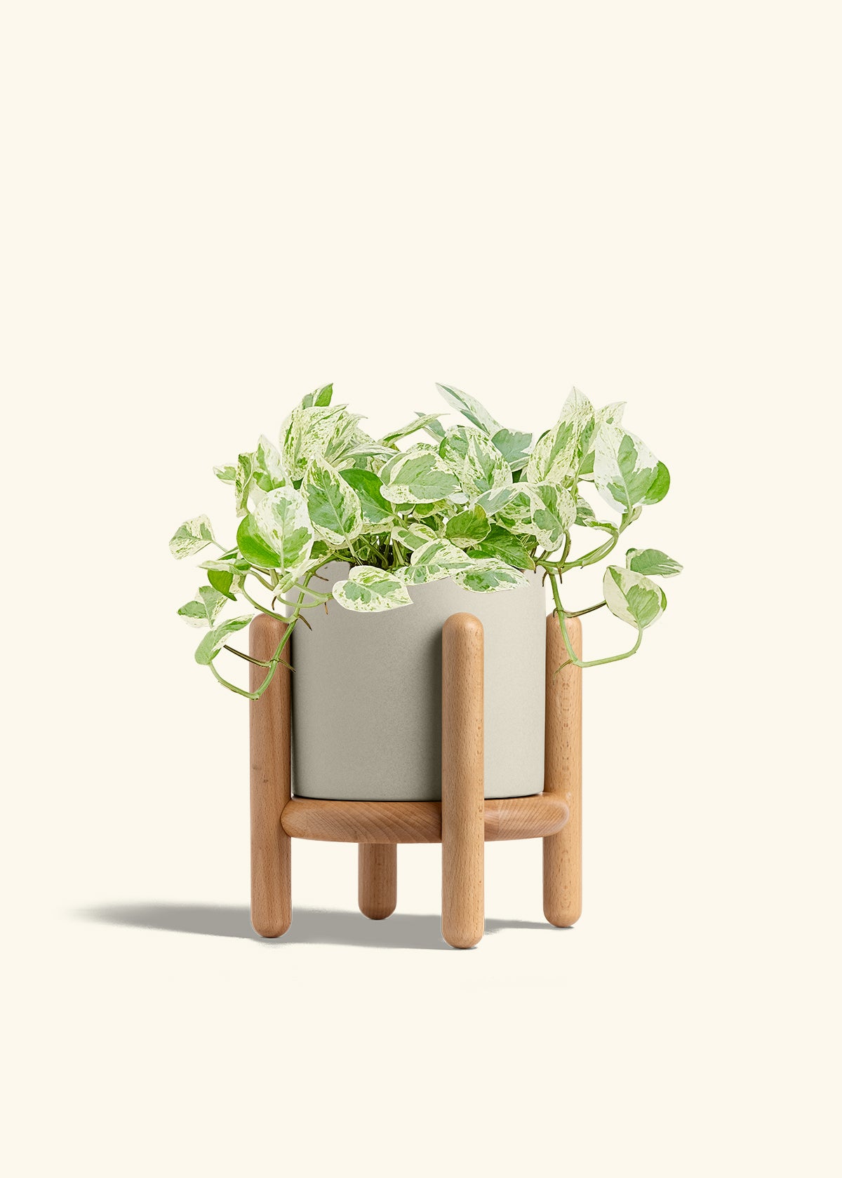Pothos Pearls and Jade in a 6 inches Oat Classic Cylinder Planter in a Beech Wood Stand