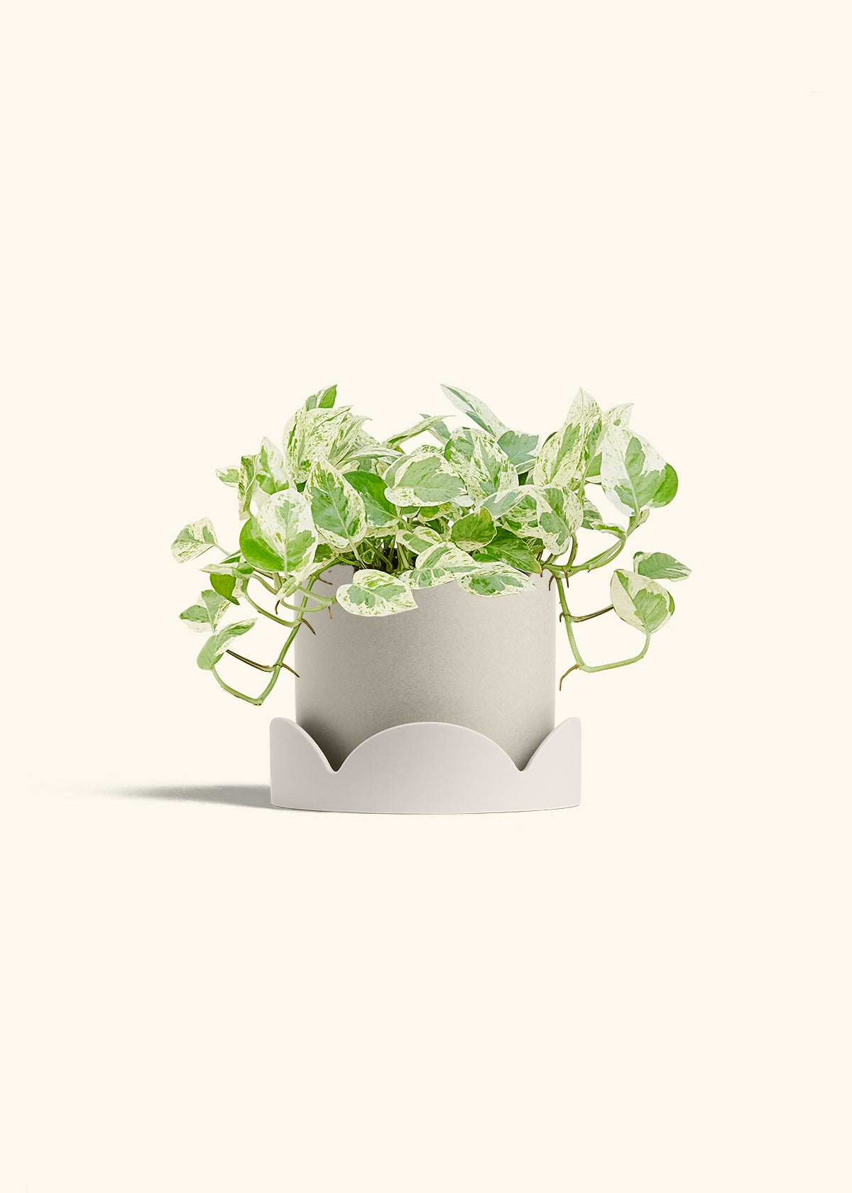 Pothos Pearls and Jade in a 6 inches Oat Classic Cylinder Planter in a Oat Petal Drip Tray