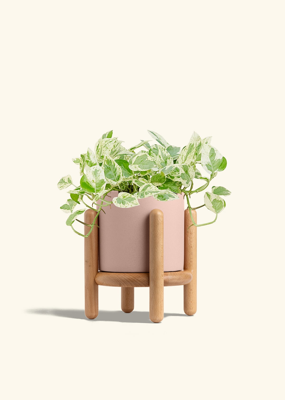 Pothos Pearls and Jade in a 6 inches Charcoal Classic Cylinder Planter in a Beech Wood Stand