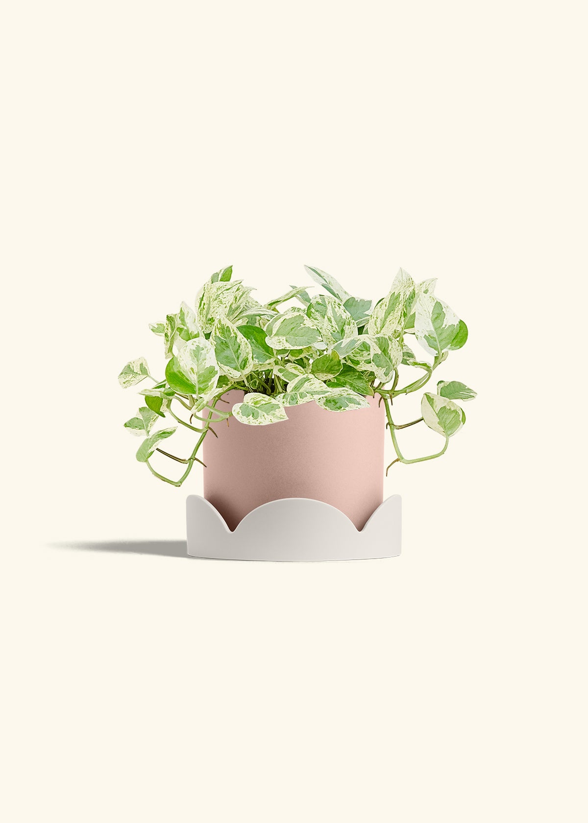 Pothos Pearls and Jade in a 6 inches Charcoal Classic Cylinder Planter in a Oat Petal Drip Tray