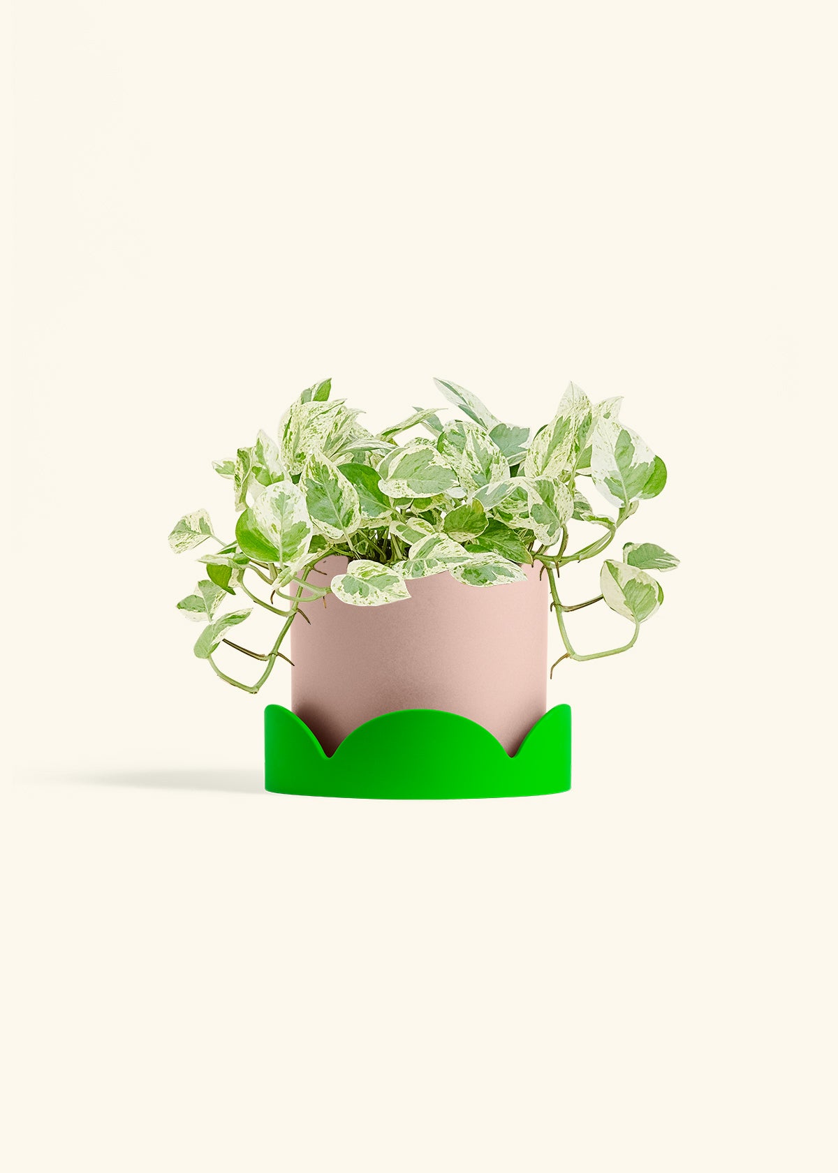 Pothos Pearls and Jade in a 6 inches Charcoal Classic Cylinder Planter in a Shamrock Petal Drip Tray