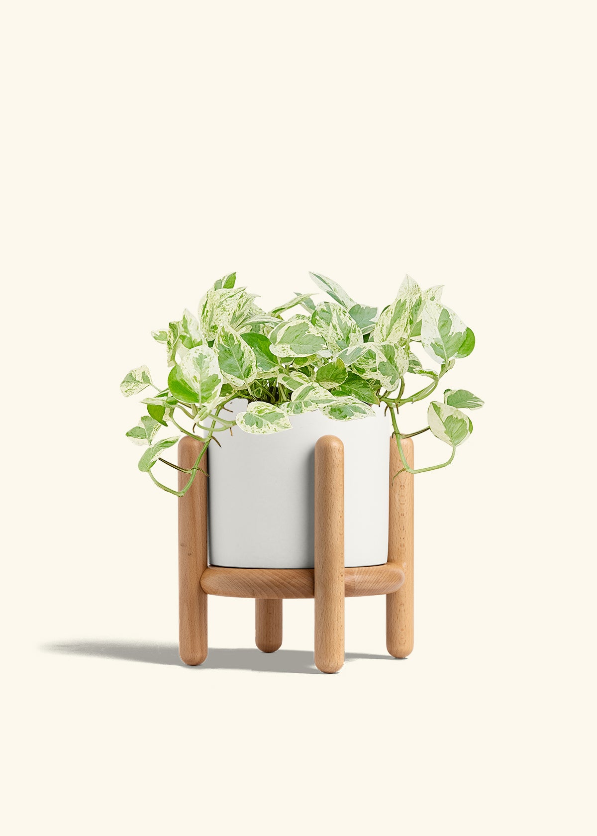 Pothos Pearls and Jade in a 6 inches White Classic Cylinder Planter in a Beech Wood Stand