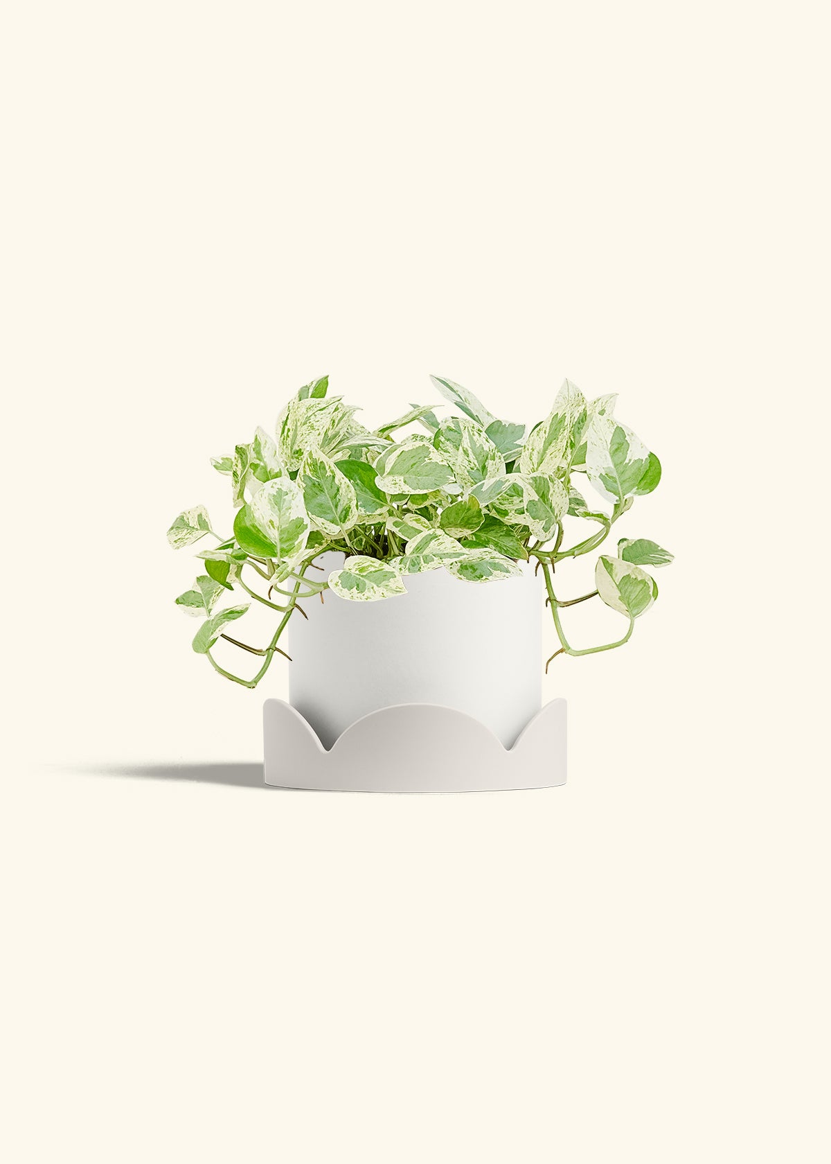 Pothos Pearls and Jade in a 6 inches White Classic Cylinder Planter in a Oat Petal Drip Tray
