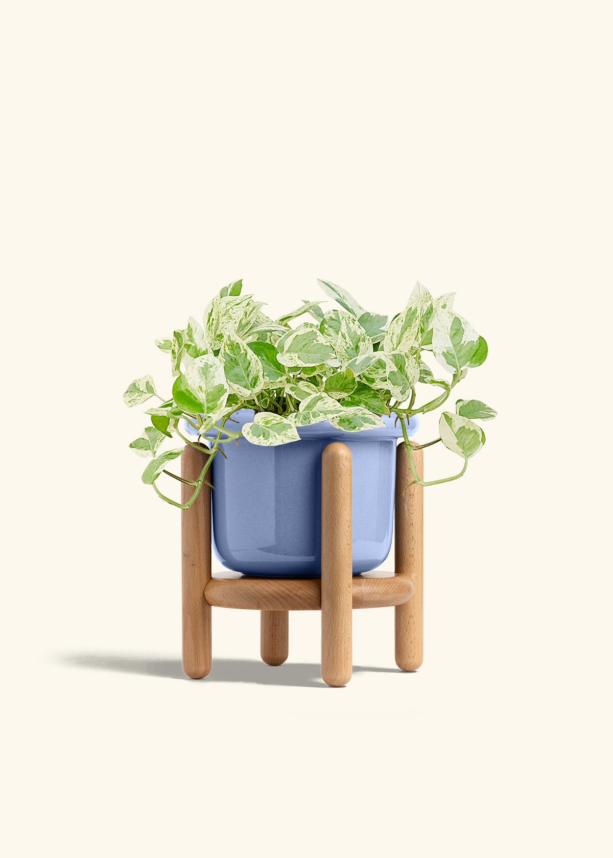 Pothos Pearls and Jade in a 6 inches Fat Lip Blue Planter in a Beech Wood Stand