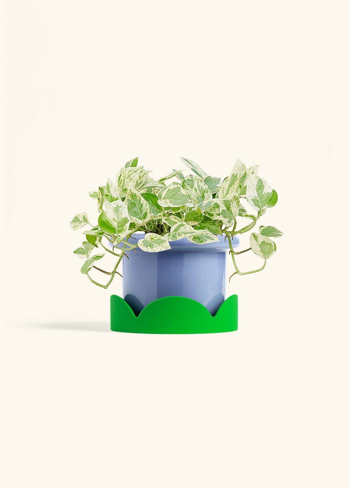Pothos Pearls and Jade in a 6 inches Fat Lip Blue Planter in a Shamrock Petal Drip Tray