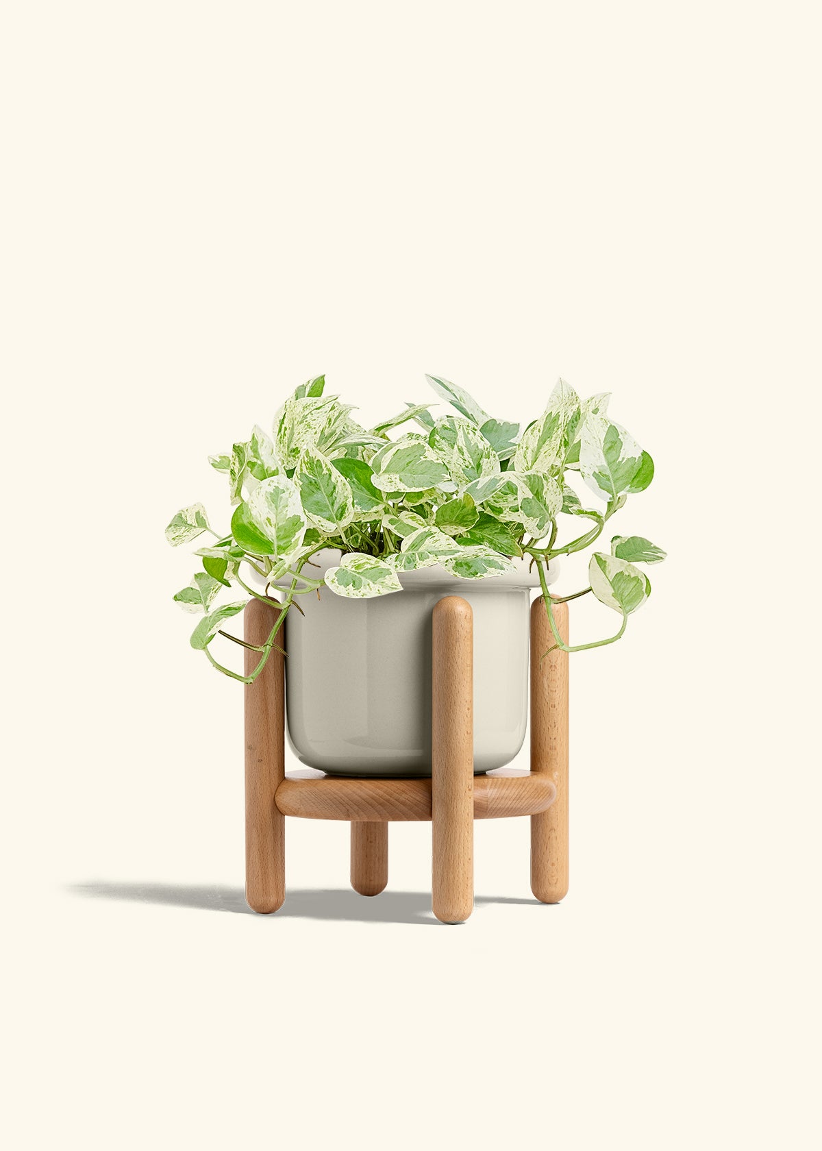 Pothos Pearls and Jade in a 6 inches Fat Lip Oat Planter in a Beech Wood Stand