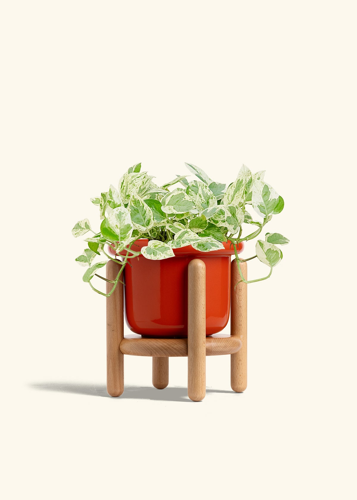 Pothos Pearls and Jade in a 6 inches Fat Lip Red Planter in a Beech Wood Stand