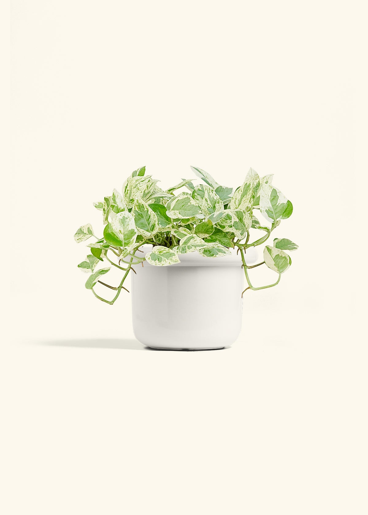 Pothos Pearls and Jade in a 6 inches Fat Lip White Planter
