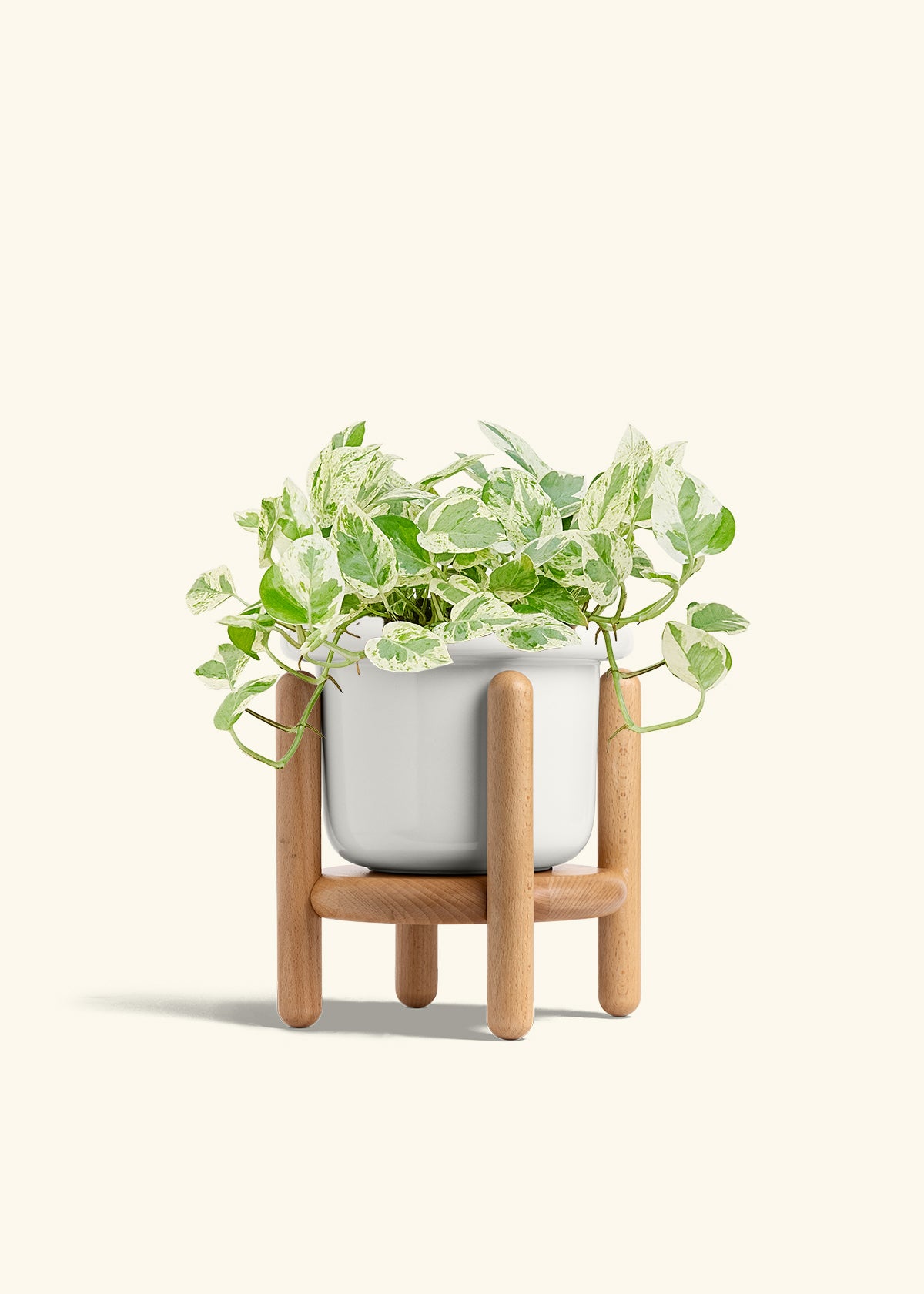 Pothos Pearls and Jade in a 6 inches Fat Lip White Planter in a Beech Wood Stand