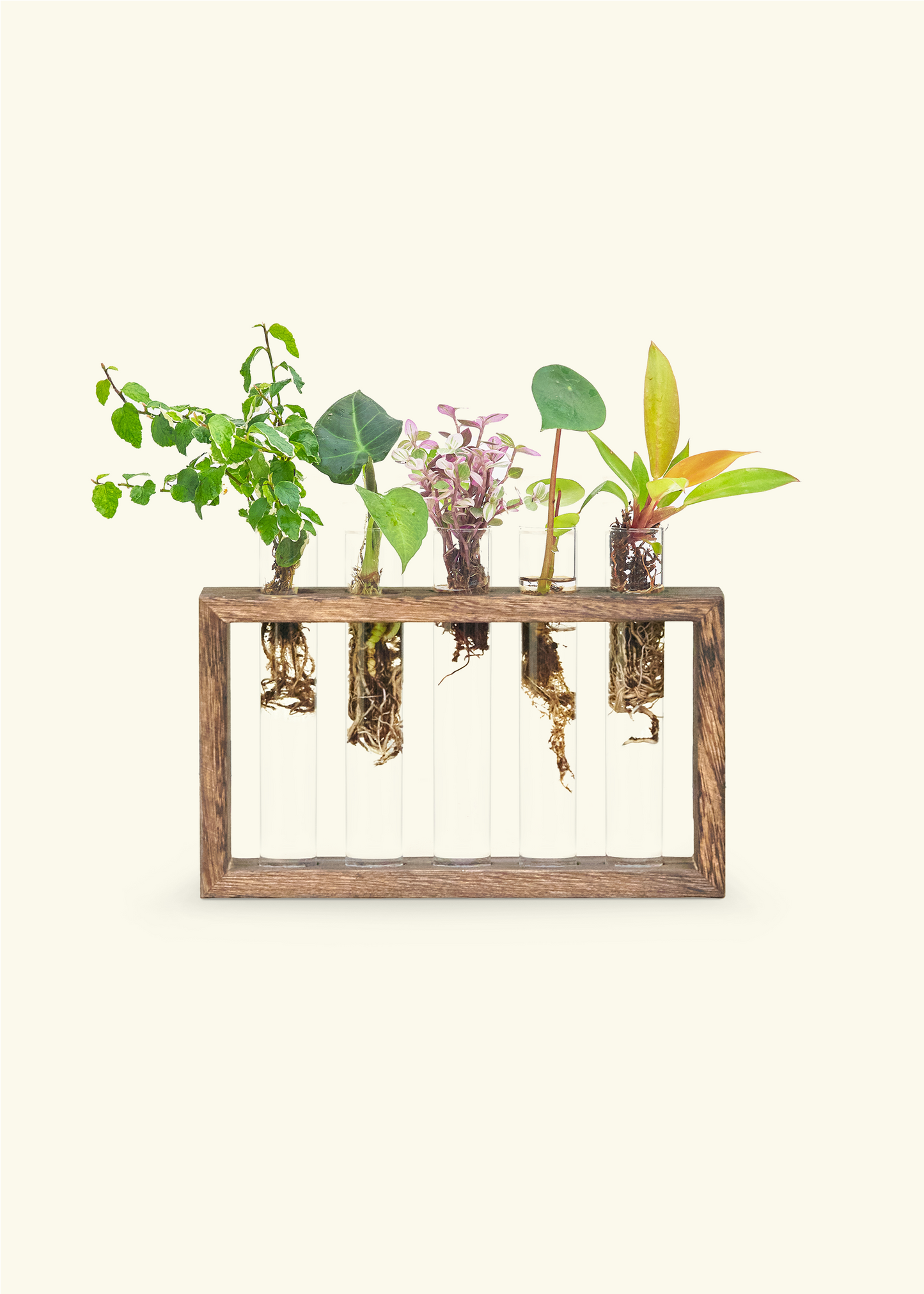 Propagation Grow Kit