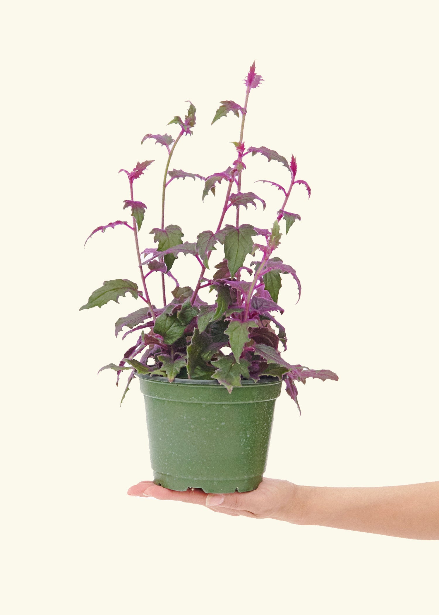 Purple Passion Plant in a 6  inches grow pot