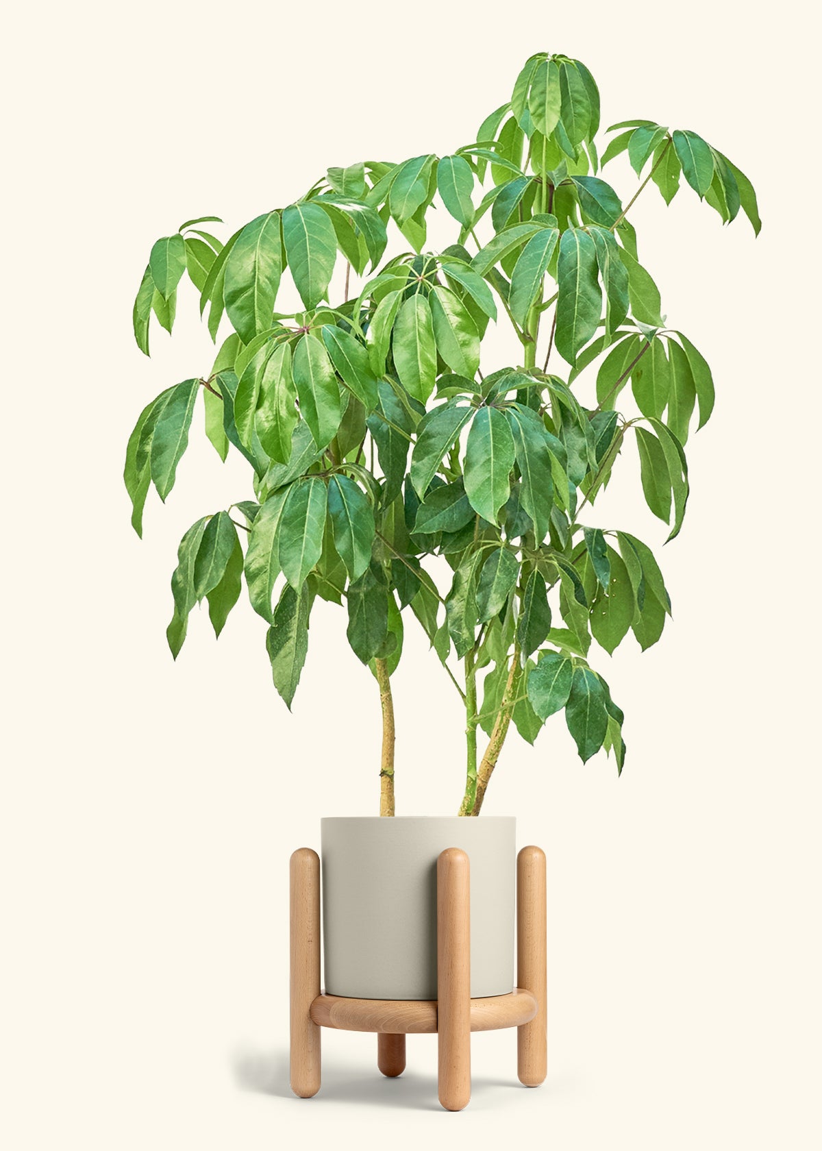 Australian Umbrella Tree in a 10 inches Oat Classic Cylinder Planter in a Beech Wood Stand