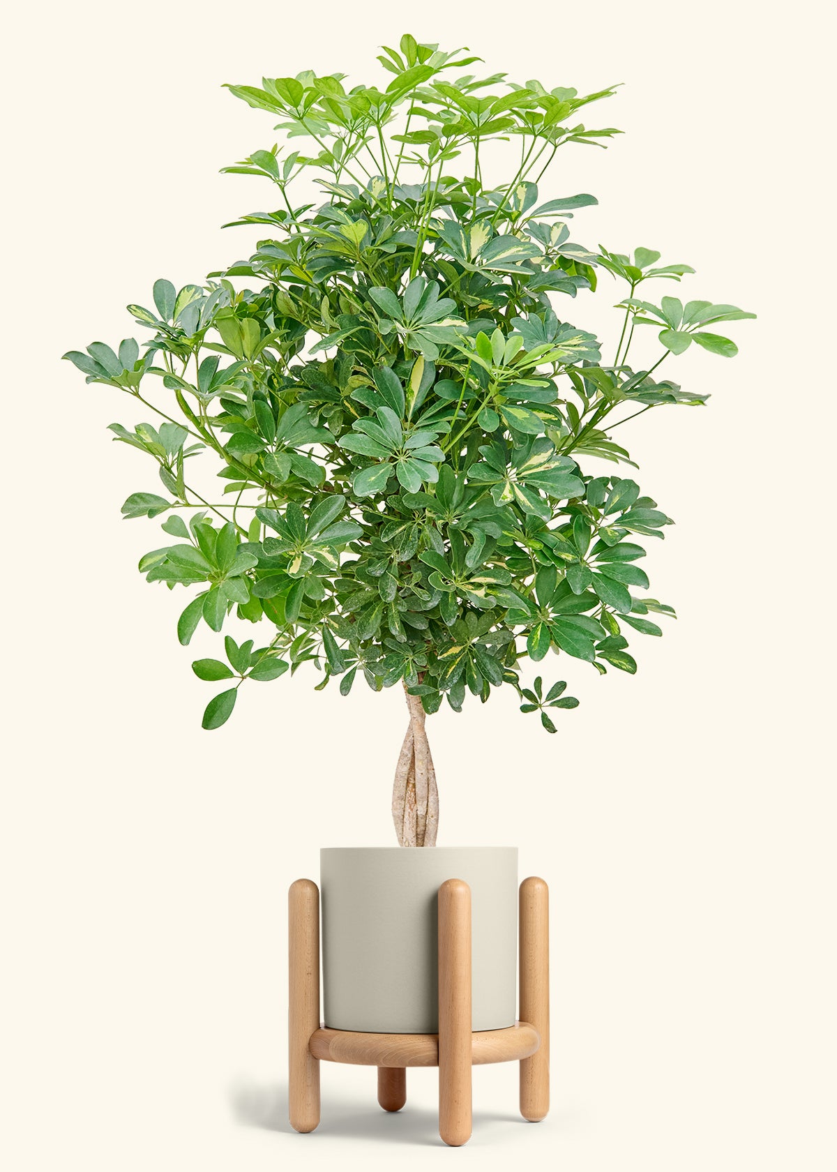Hawaiian Dwarf Umbrella Tree in a 10 inches Oat Classic Cylinder Planter in a Beech Wood Stand