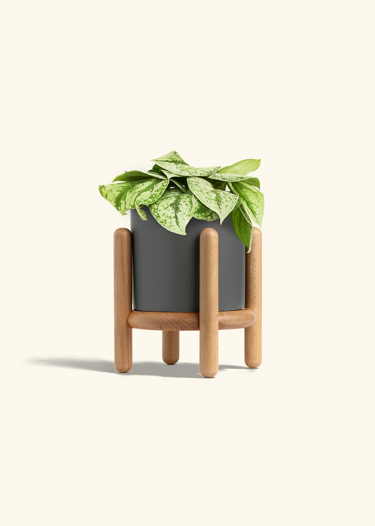Silver Pothos Exotica in a 6 inches Charcoal Classic Cylinder Planter in a Shamrock Petal Drip Tray