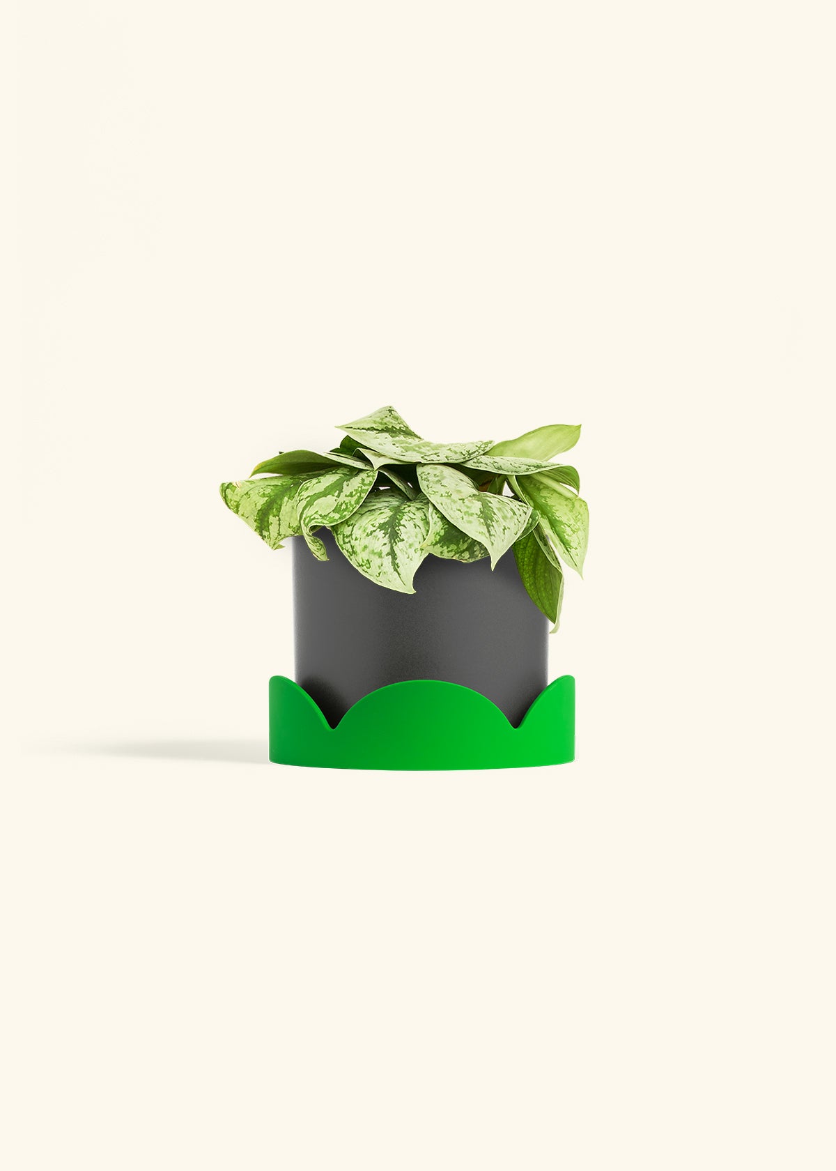 Silver Pothos Exotica in a 6 inches Charcoal Classic Cylinder Planter in a Beech Wood Stand