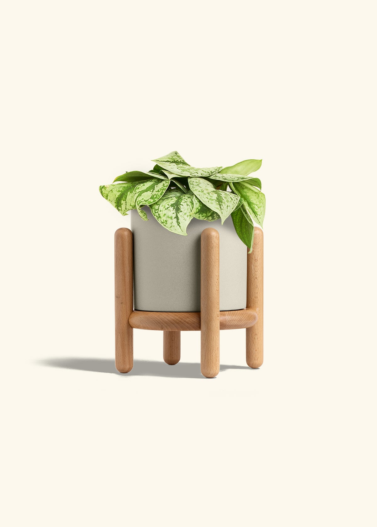 Silver Pothos Exotica in a 6 inches Oat Classic Cylinder Planter in a Beech Wood Stand