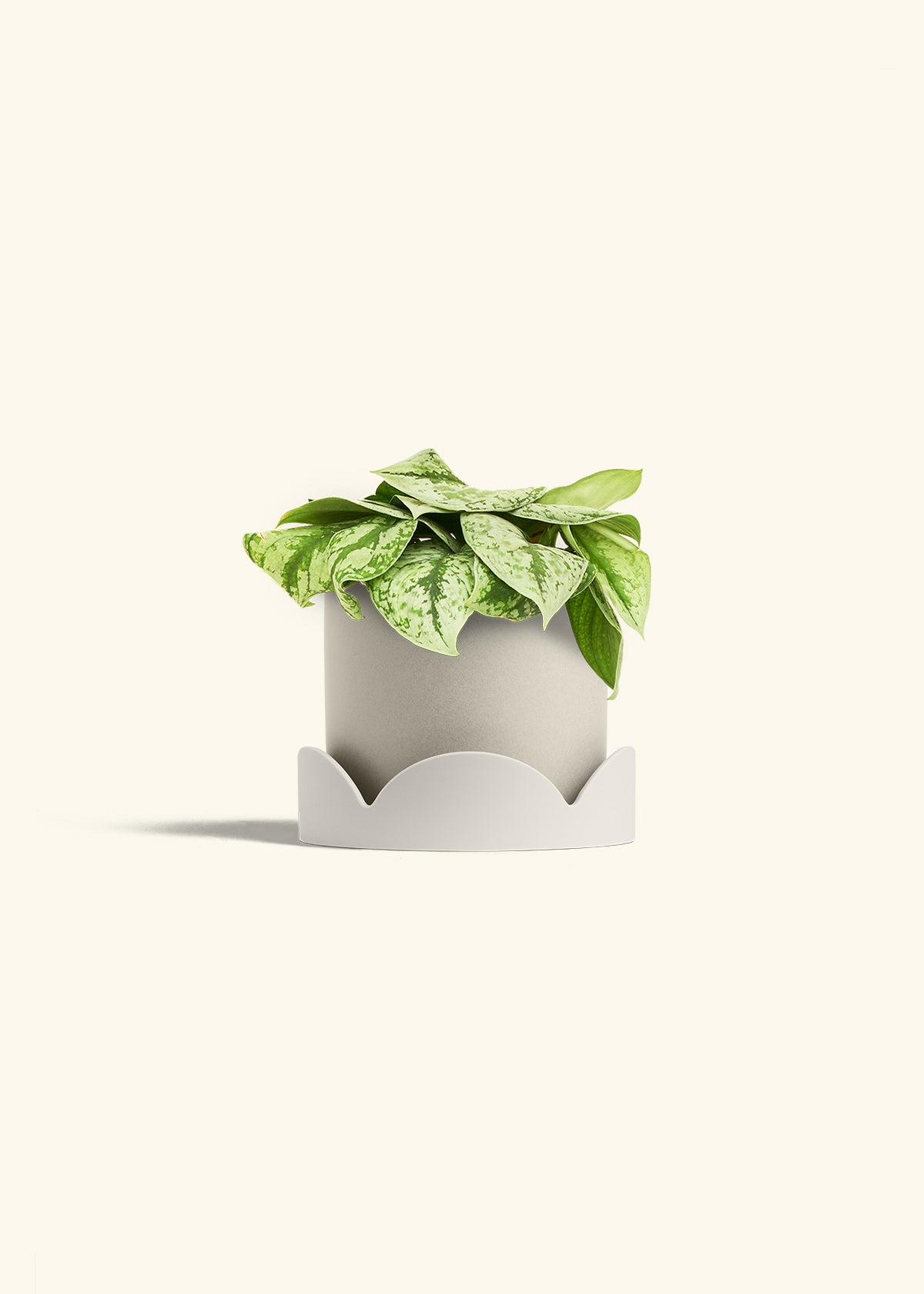 Silver Pothos Exotica in a 6 inches Oat Classic Cylinder Planter in a Oat Petal Drip Tray
