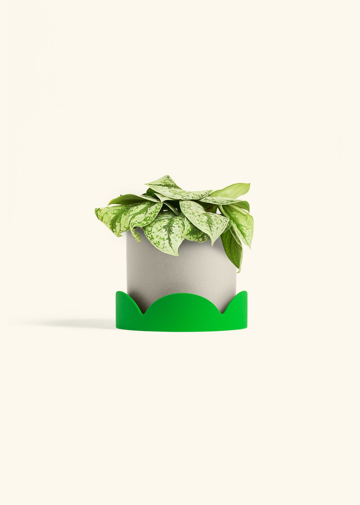 Silver Pothos Exotica in a 6 inches Oat Classic Cylinder Planter in a Shamrock Petal Drip Tray