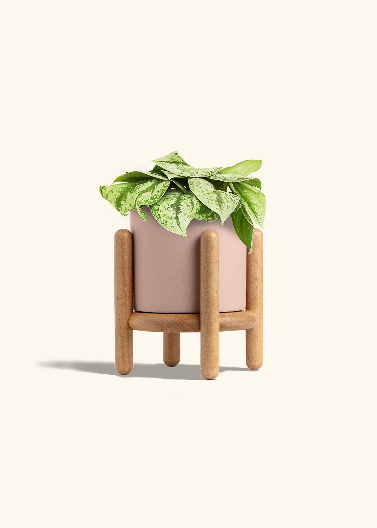 Silver Pothos Exotica in a 6 inches Pink Classic Cylinder Planter in a Beech Wood Stand