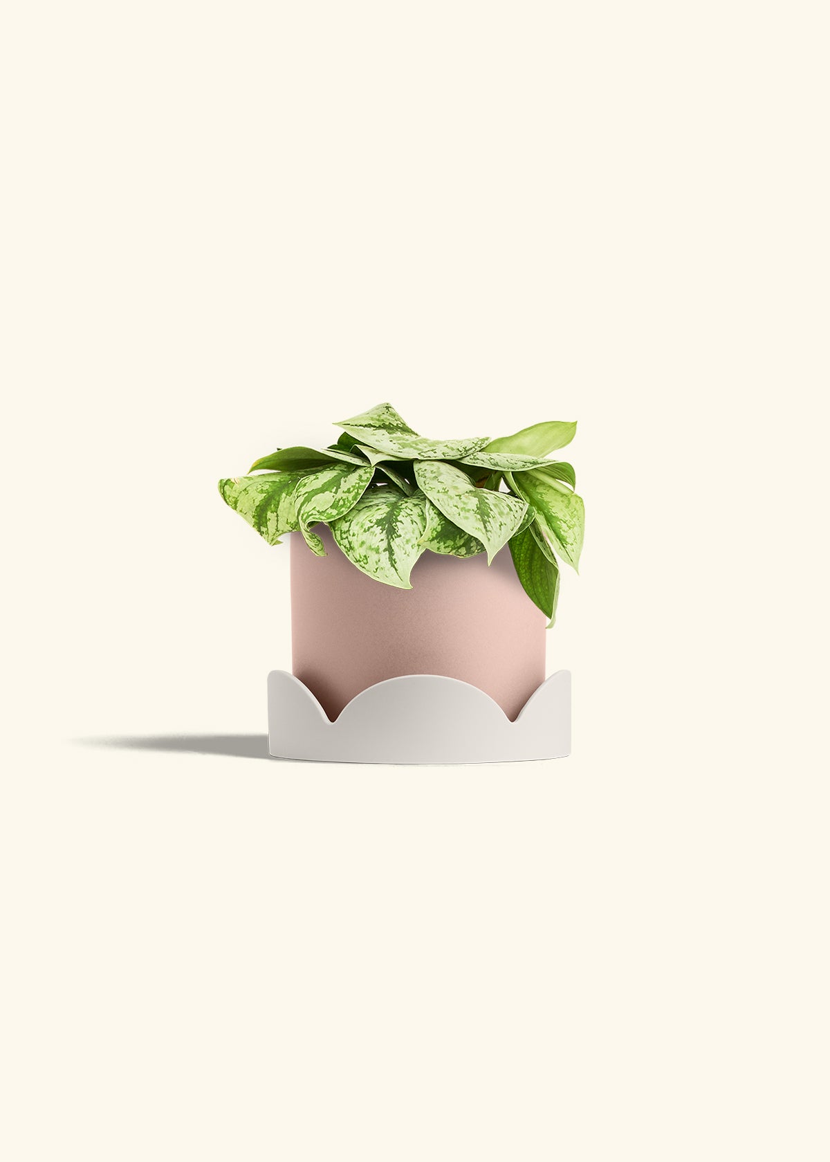 Silver Pothos Exotica in a 6 inches Pink Classic Cylinder Planter in a Oat Petal Drip Tray