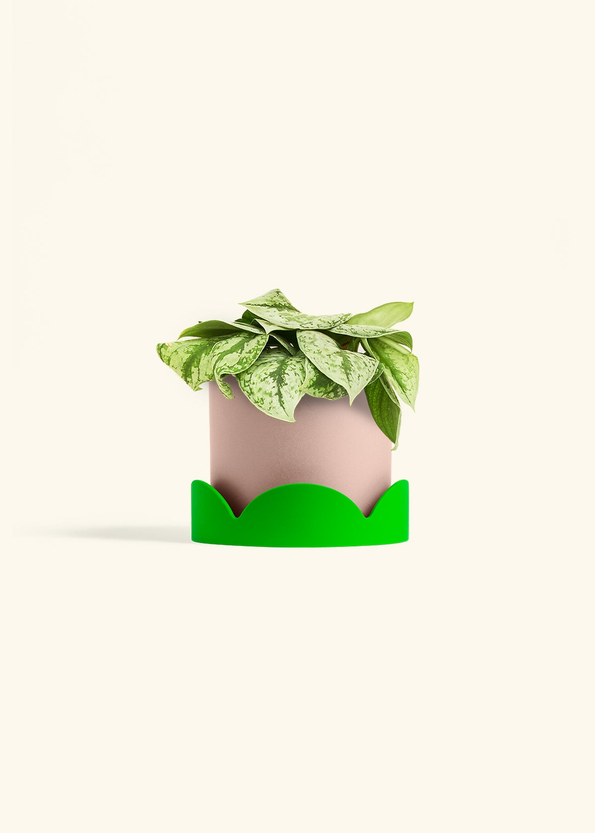 Silver Pothos Exotica in a 6 inches Pink Classic Cylinder Planter in a Shamrock Petal Drip Tray