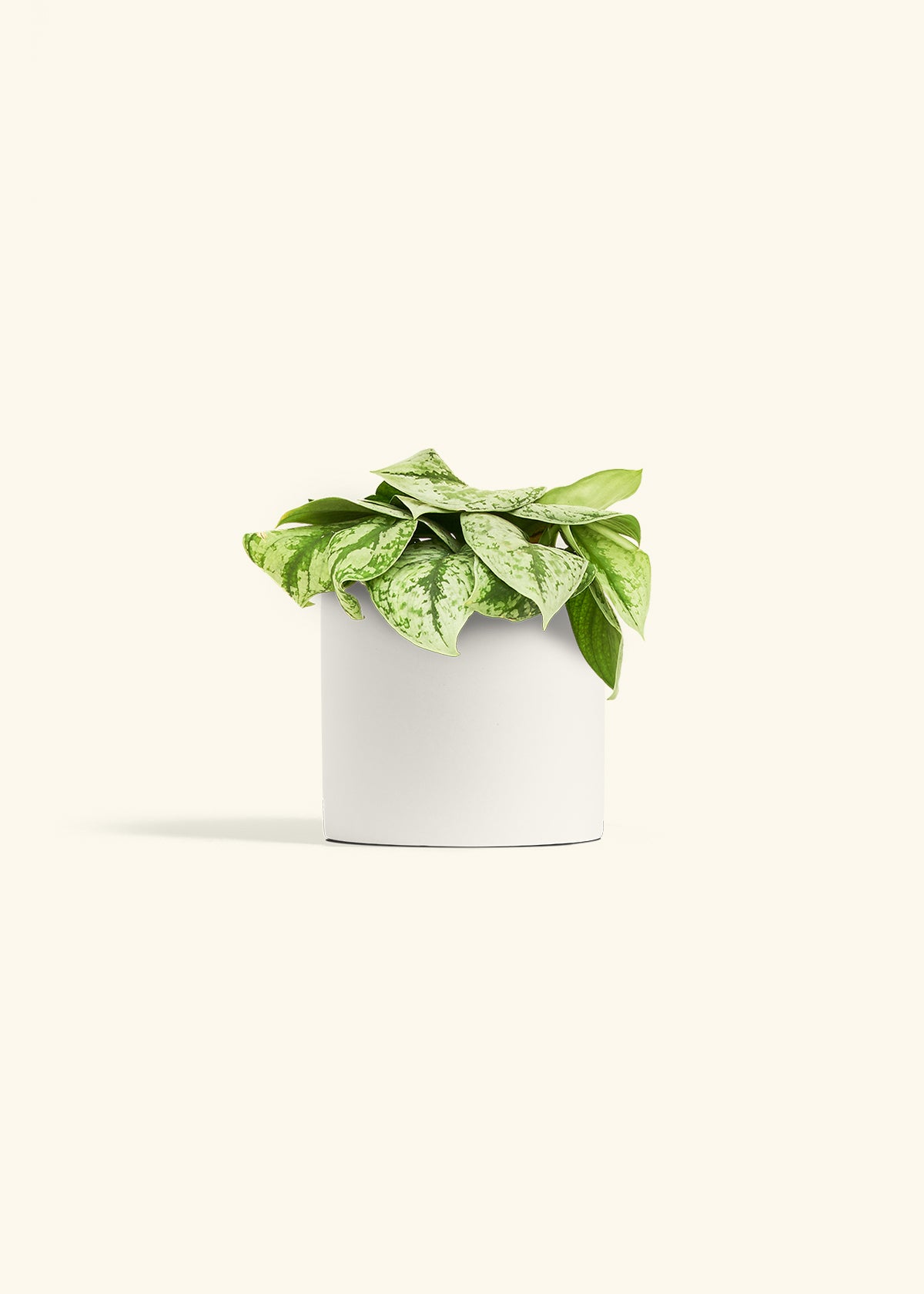 Silver Pothos Exotica in a 6 inches White Classic Cylinder Planter