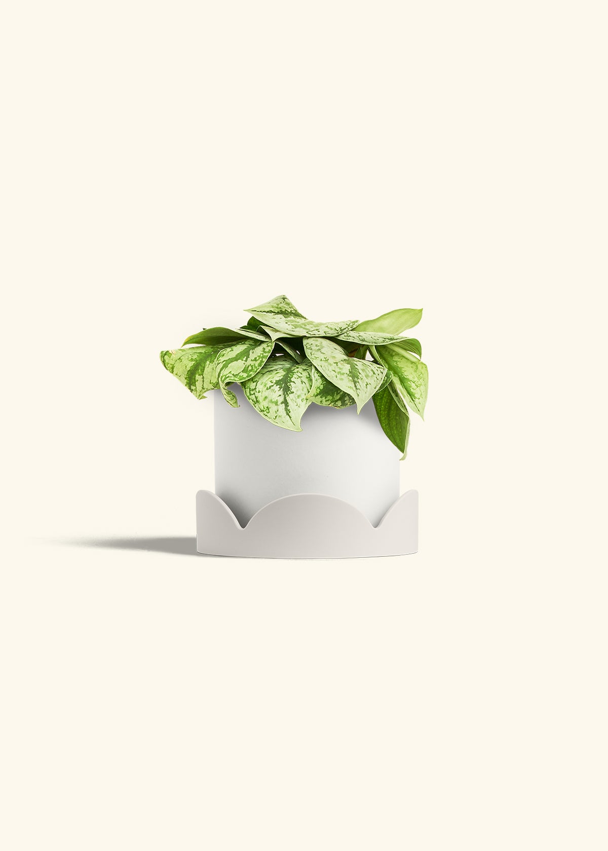 Silver Pothos Exotica in a 6 inches White Classic Cylinder Planter in a Oat Petal Drip Tray