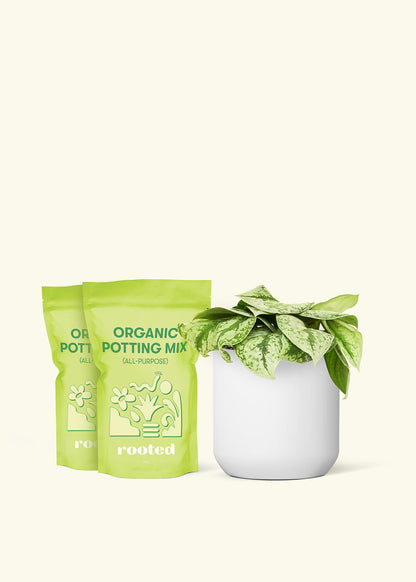 Medium Silver Pothos 'Exotica' in a white cylinder pot and 2 bags of soil.