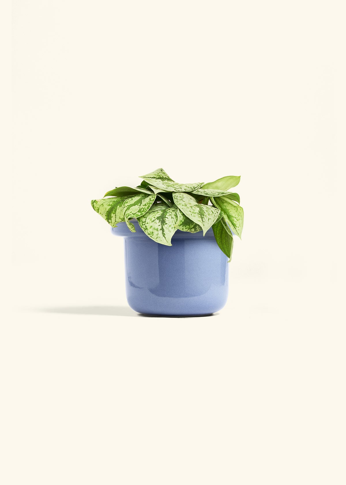 Silver Pothos Exotica in a 6 inches Fat Lip Blue Planter