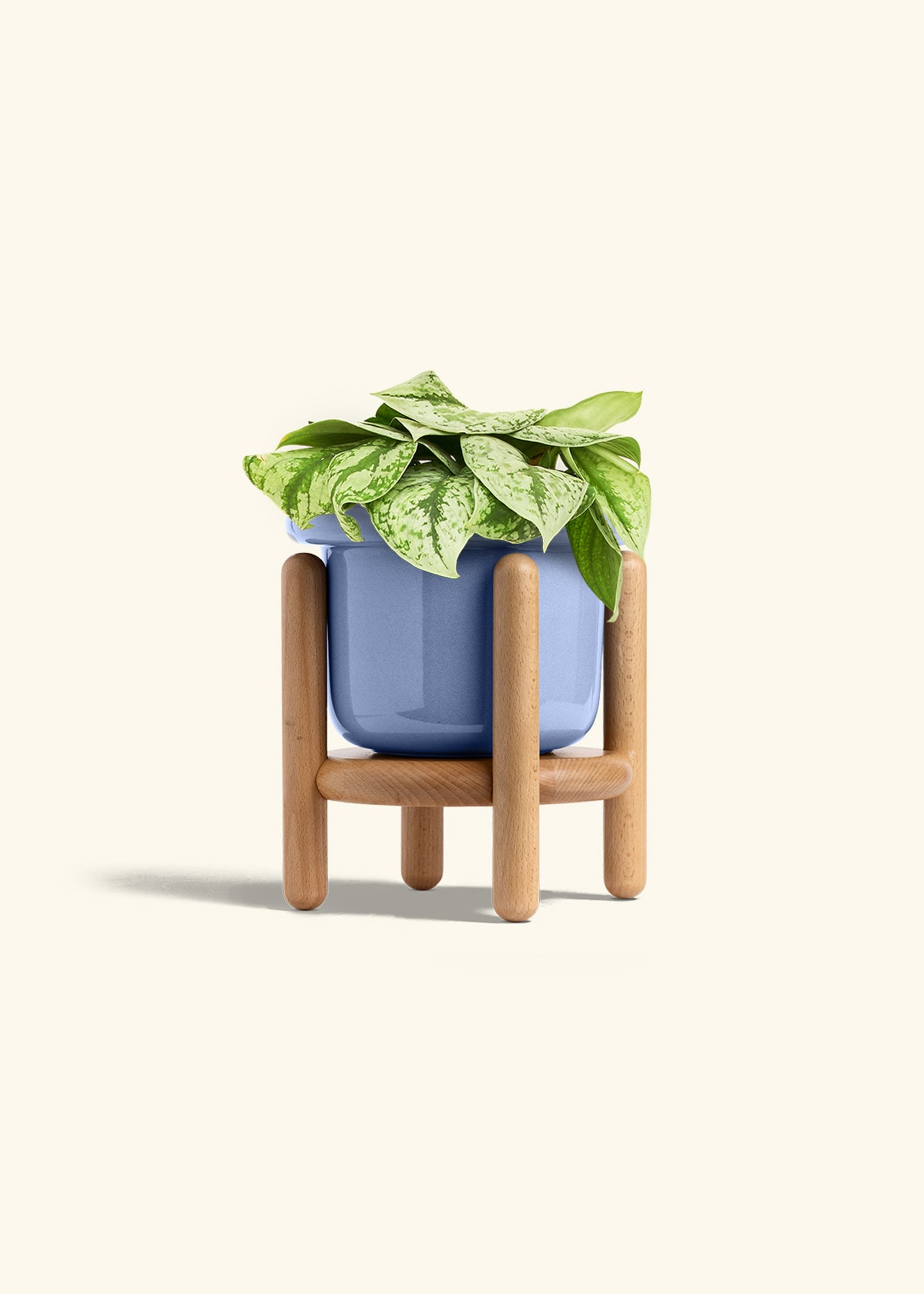Silver Pothos Exotica in a 6 inches Fat Lip Blue Planter in a Beech Wood Stand