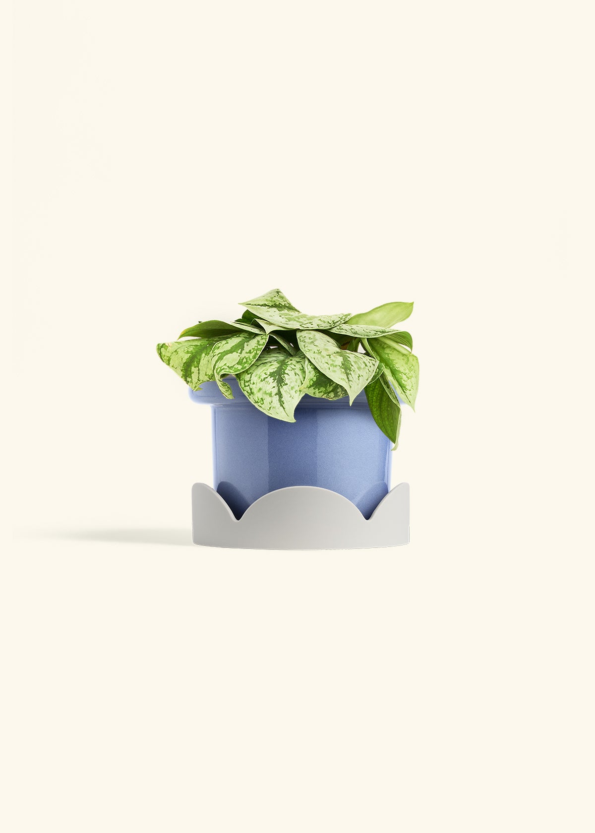 Silver Pothos Exotica in a 6 inches Fat Lip Blue Planter in a Oat Petal Drip Tray