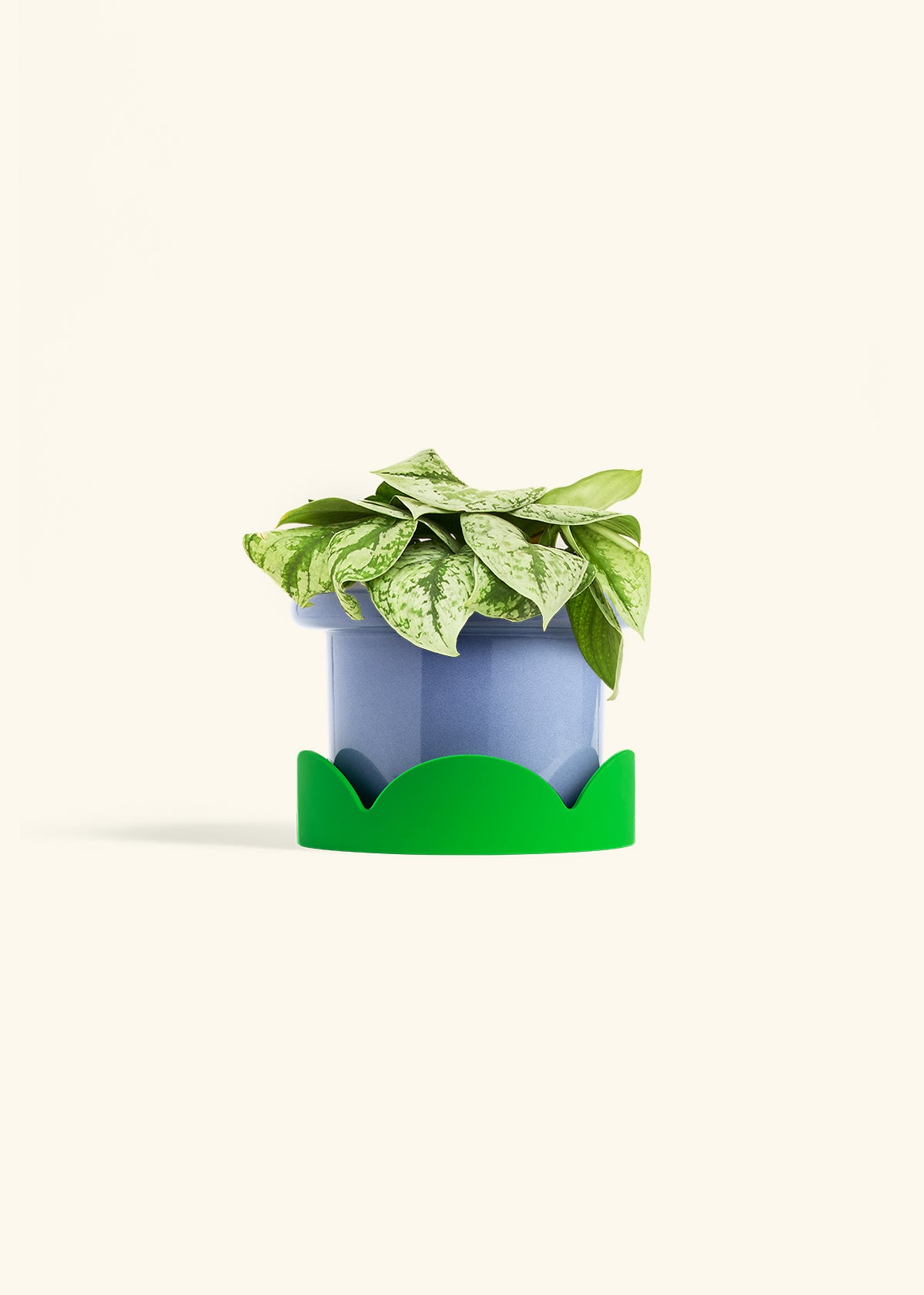 Silver Pothos Exotica in a 6 inches Fat Lip Blue Planter in a Shamrock Petal Drip Tray