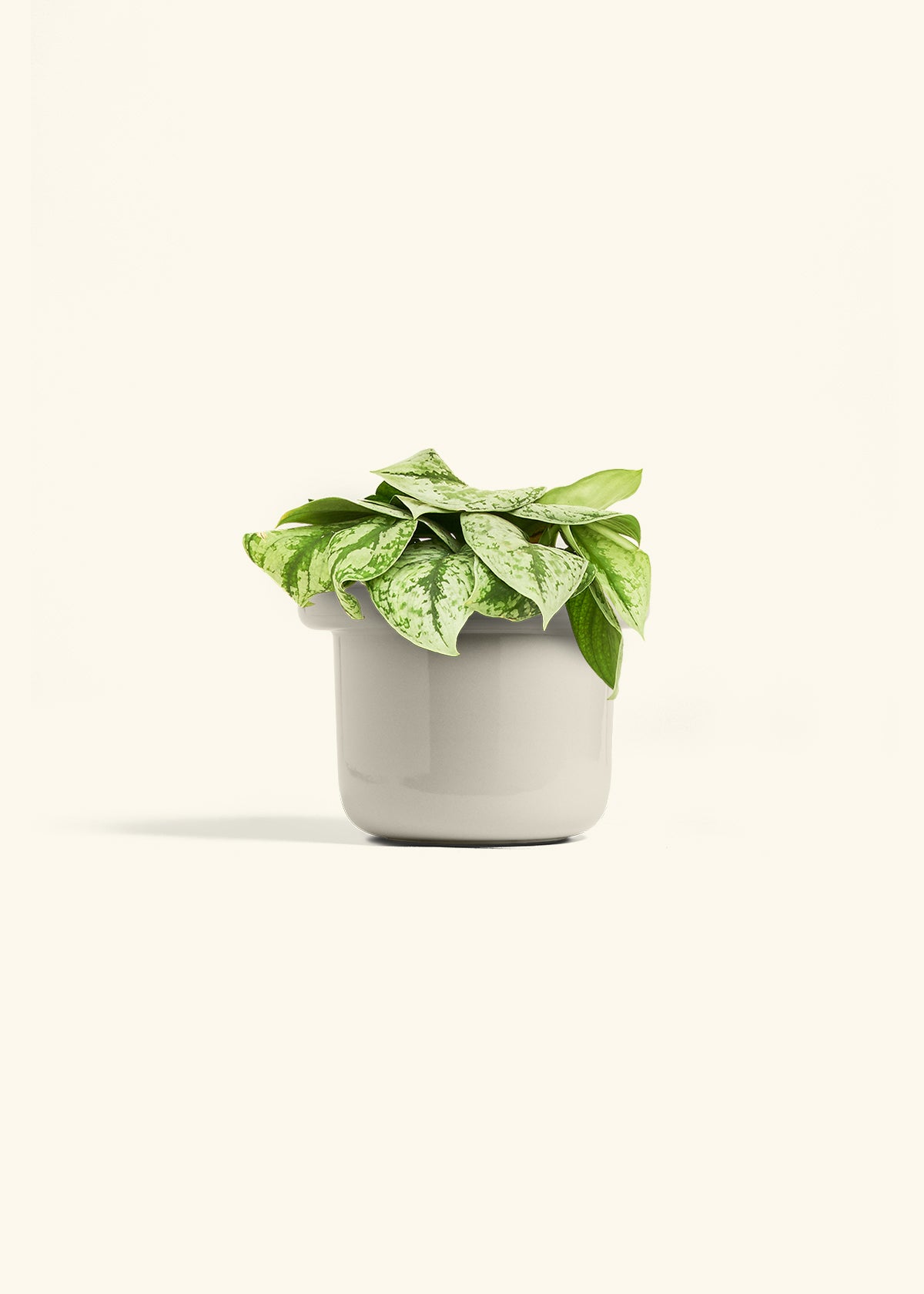Silver Pothos Exotica in a 6 inches Fat Lip Oat Planter