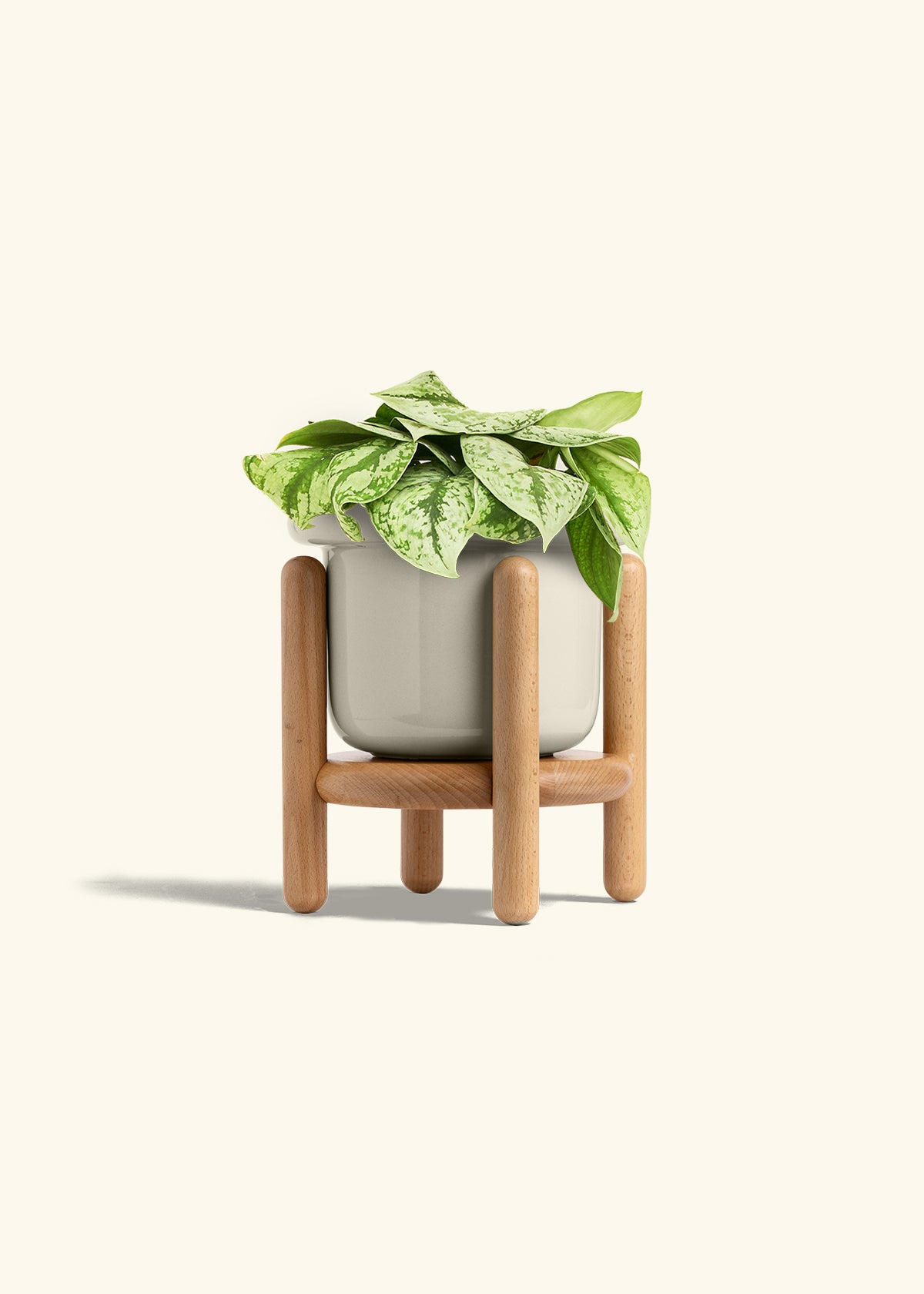 Silver Pothos Exotica in a 6 inches Fat Lip Oat Planter in a Beech Wood Stand