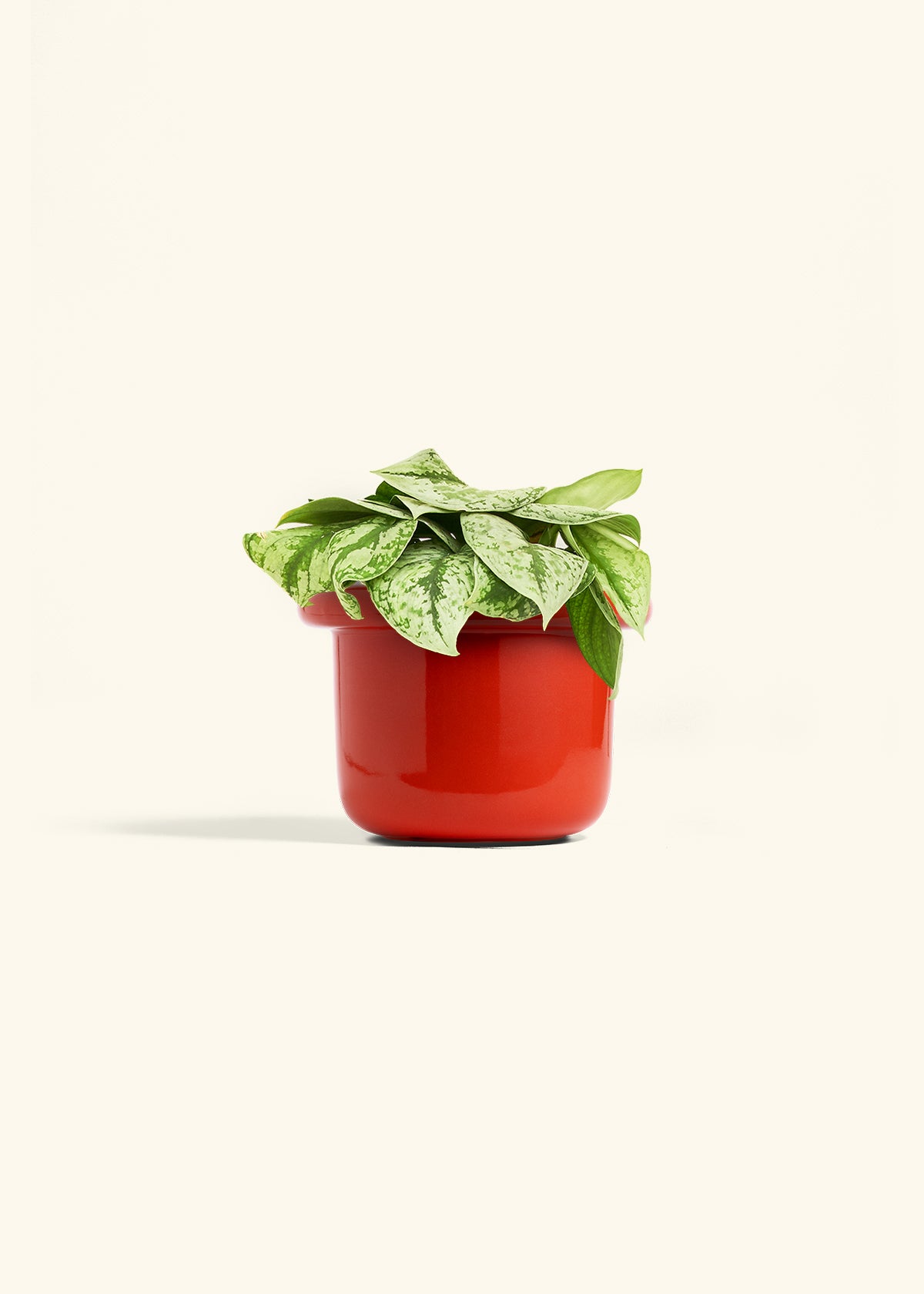 Silver Pothos Exotica in a 6 inches Fat Lip Red Planter
