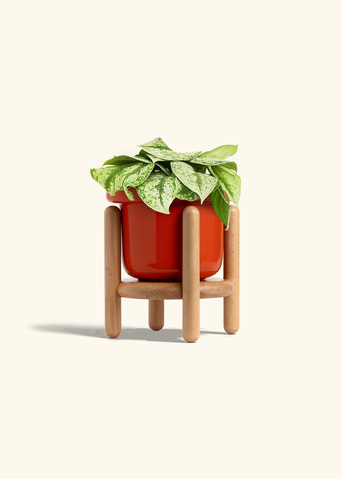 Silver Pothos Exotica in a 6 inches Fat Lip Red Planter in a Beech Wood Stand