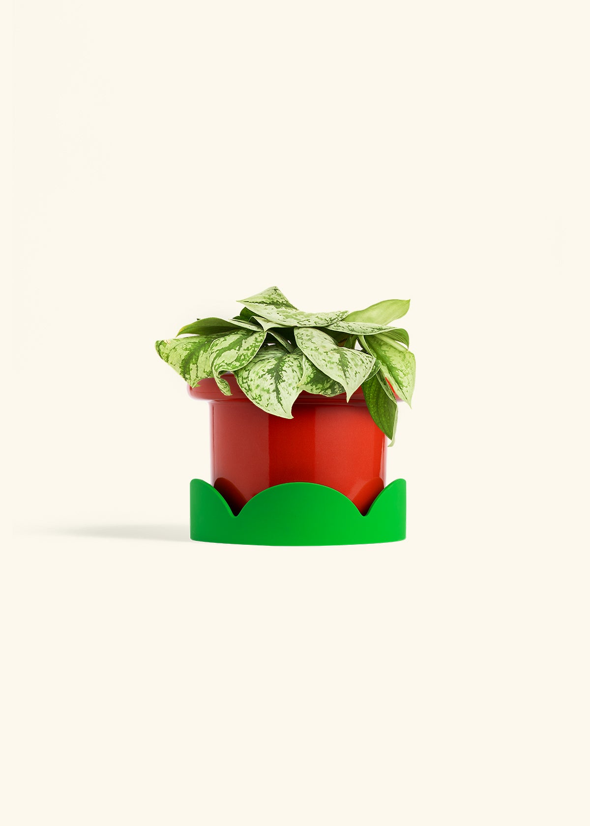 Silver Pothos Exotica in a 6 inches Fat Lip Red Planter in a Shamrock Petal Drip Tray