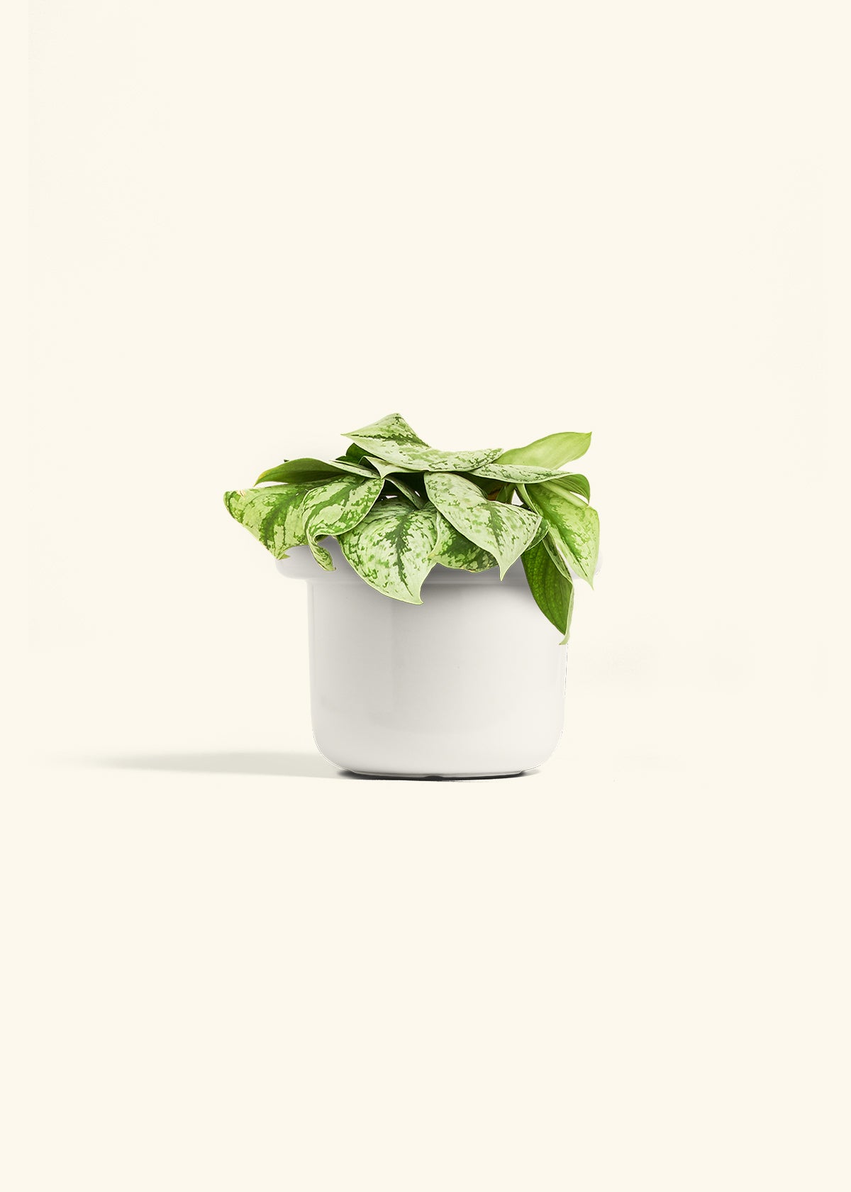 Silver Pothos Exotica in a 6 inches Fat Lip White Planter