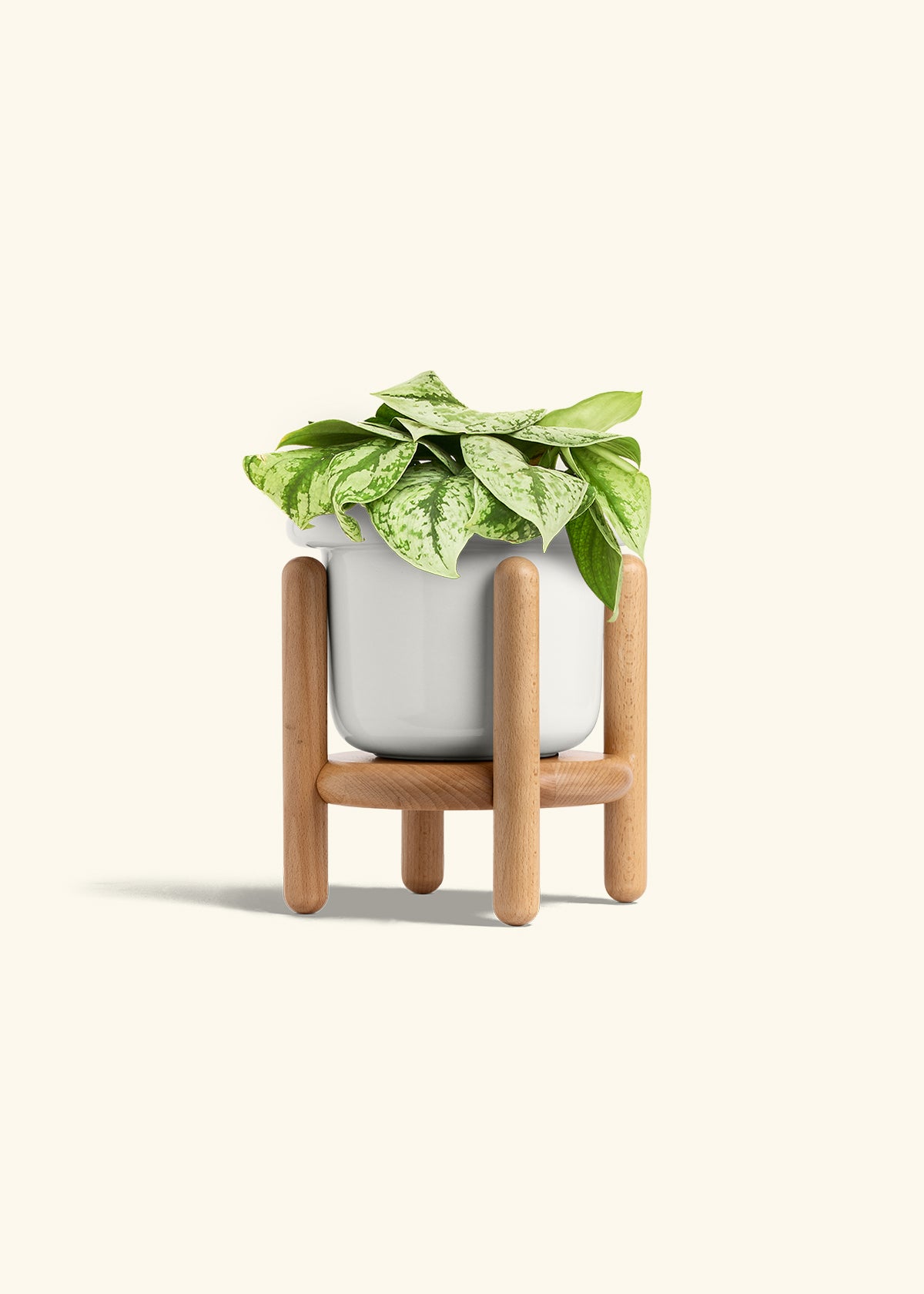 Silver Pothos Exotica in a 6 inches Fat Lip White Planter in a Beech Wood Stand