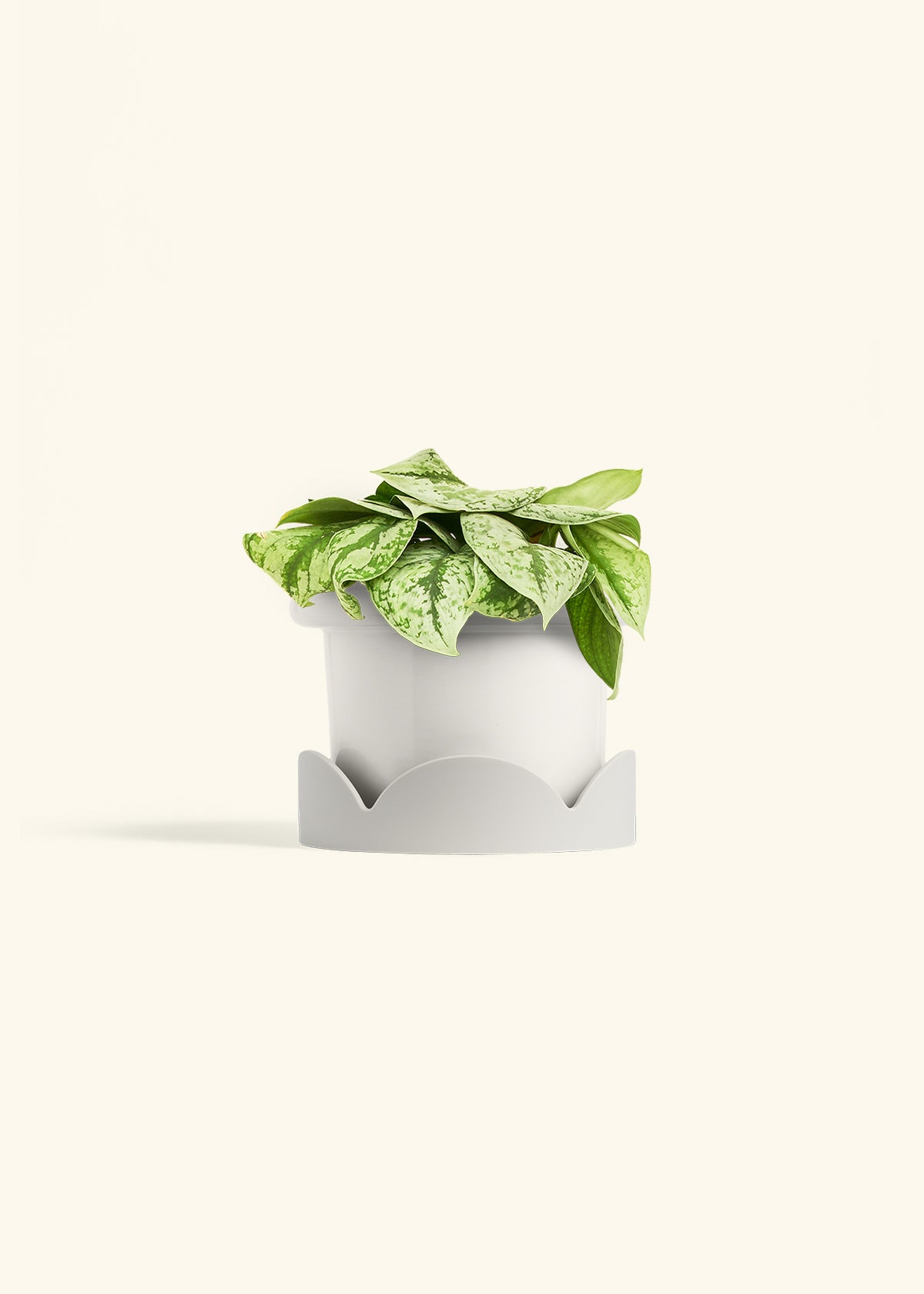 Silver Pothos Exotica in a 6 inches Fat Lip White Planter in a Oat Petal Drip Tray