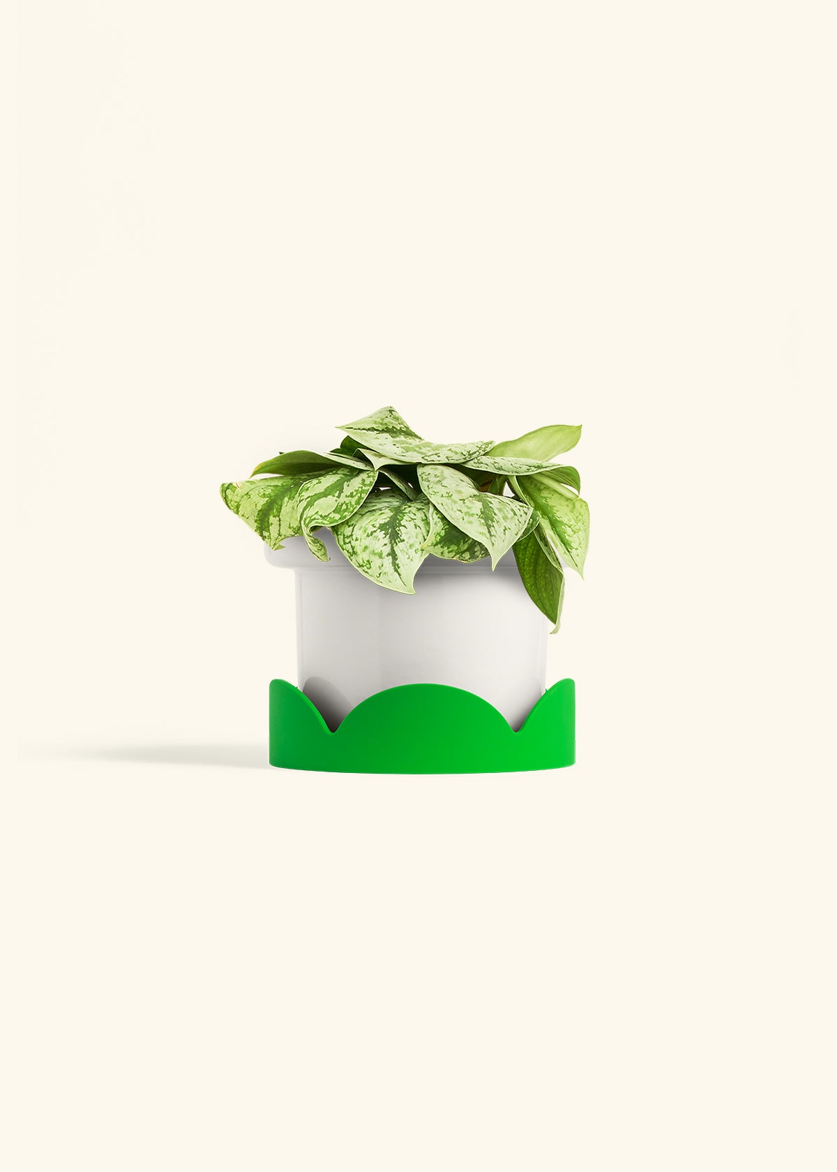 Silver Pothos Exotica in a 6 inches Fat Lip White Planter in a Shamrock Petal Drip Tray
