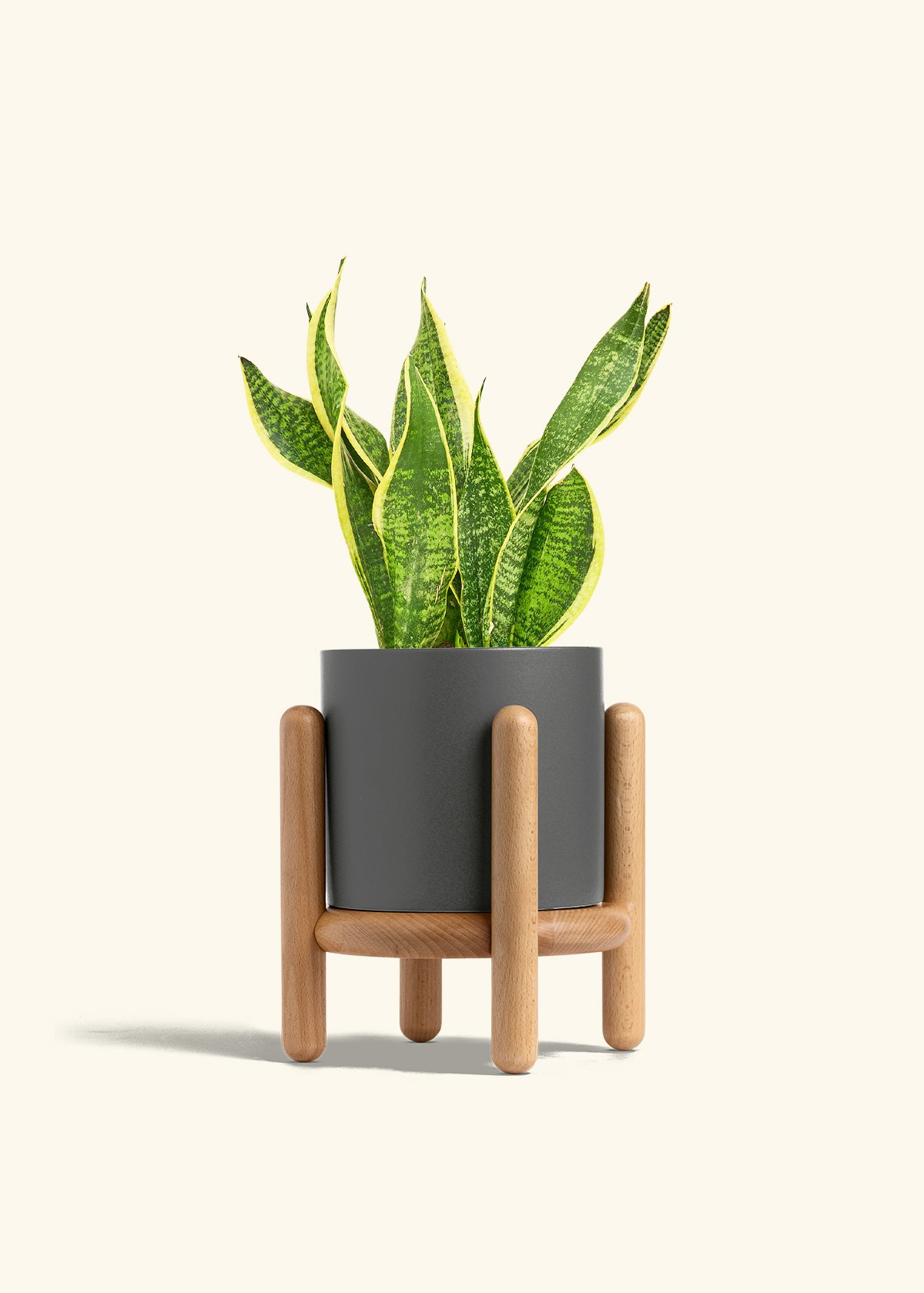 Snake Plant Laurentii in a 6 inches Charcoal Classic Cylinder Planter in a Beech Wood Stand