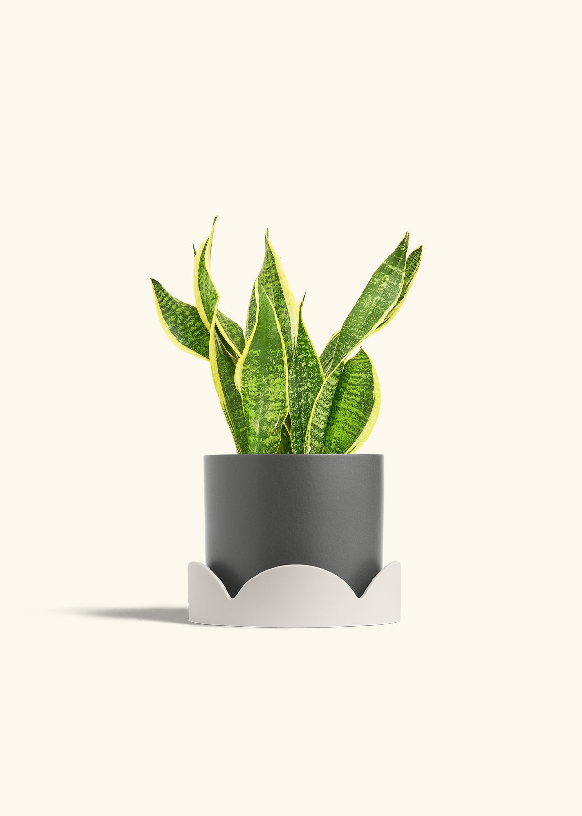 Snake Plant Laurentii in a 6 inches Charcoal Classic Cylinder Planter in a Oat Petal Drip Tray