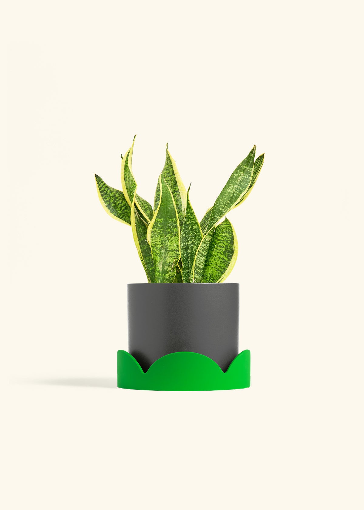 Snake Plant Laurentii in a 6 inches Charcoal Classic Cylinder Planter in a Shamrock Petal Drip Tray