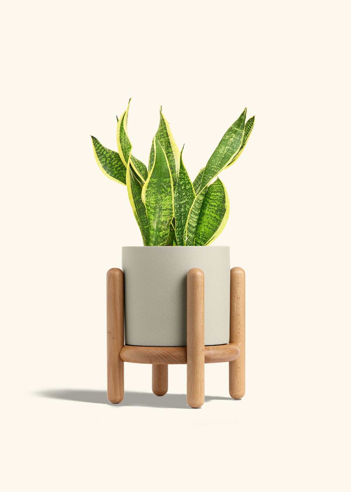 Snake Plant Laurentii in a 6 inches Oat Classic Cylinder Planter in a Beech Wood Stand