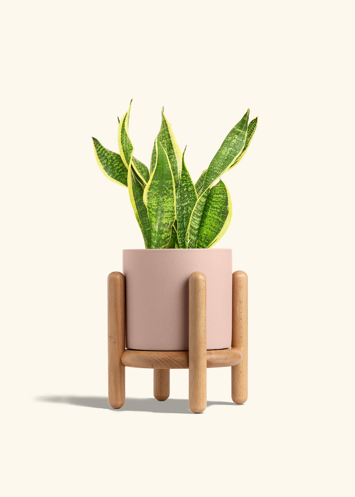 Snake Plant Laurentii in a 6 inches Pink Classic Cylinder Planter in a Beech Wood Stand